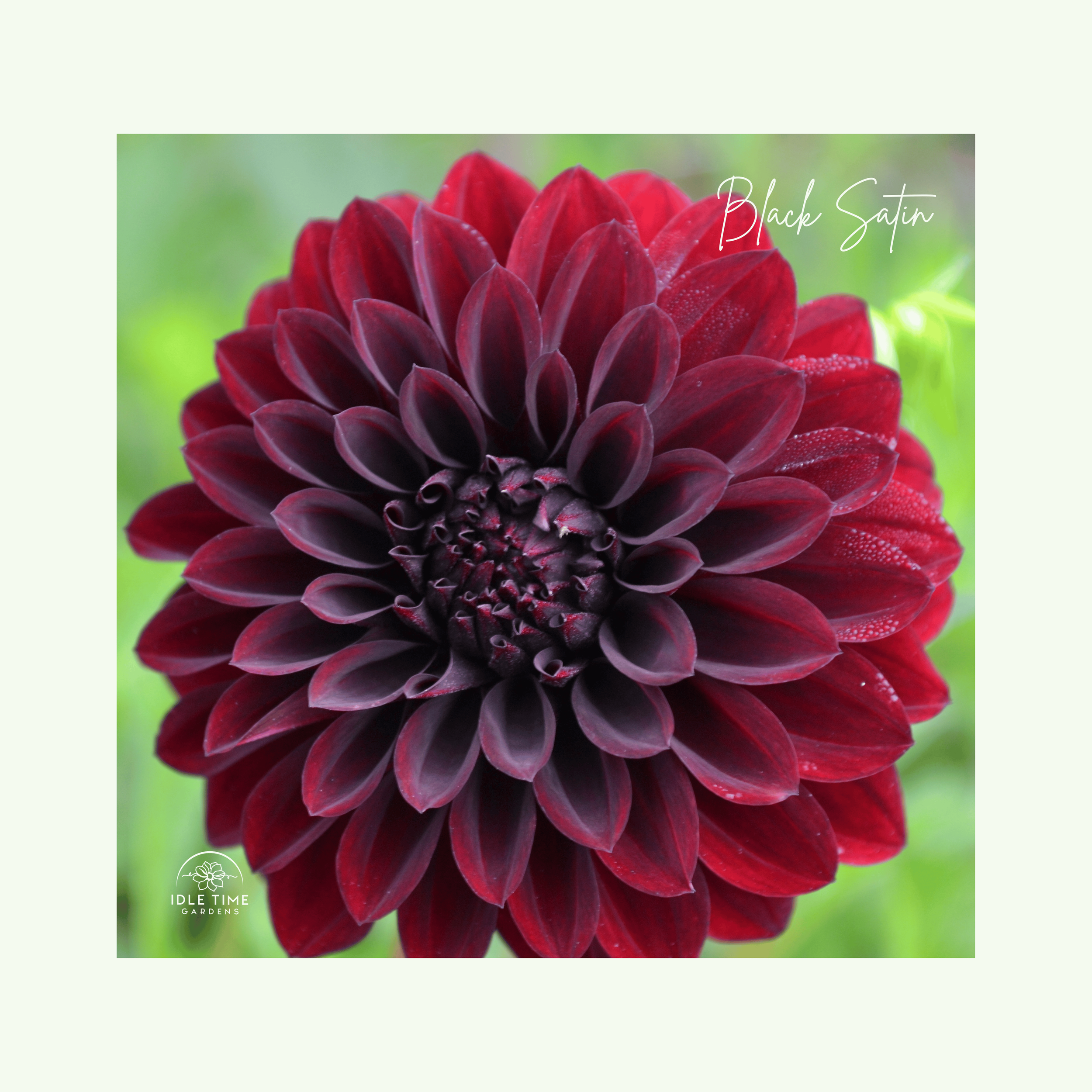 Black Satin