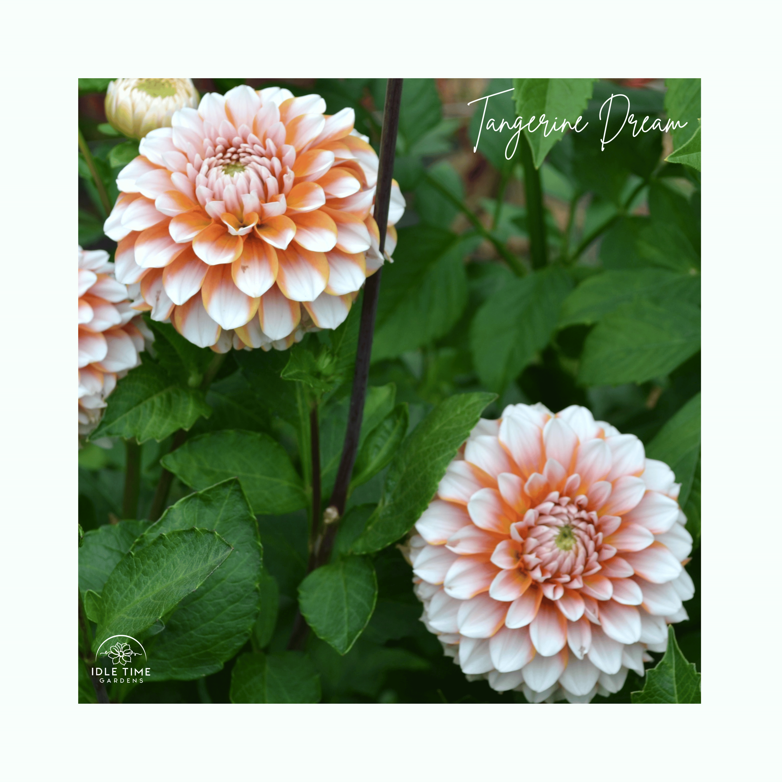 Tangerine Dream - In Field Group.png