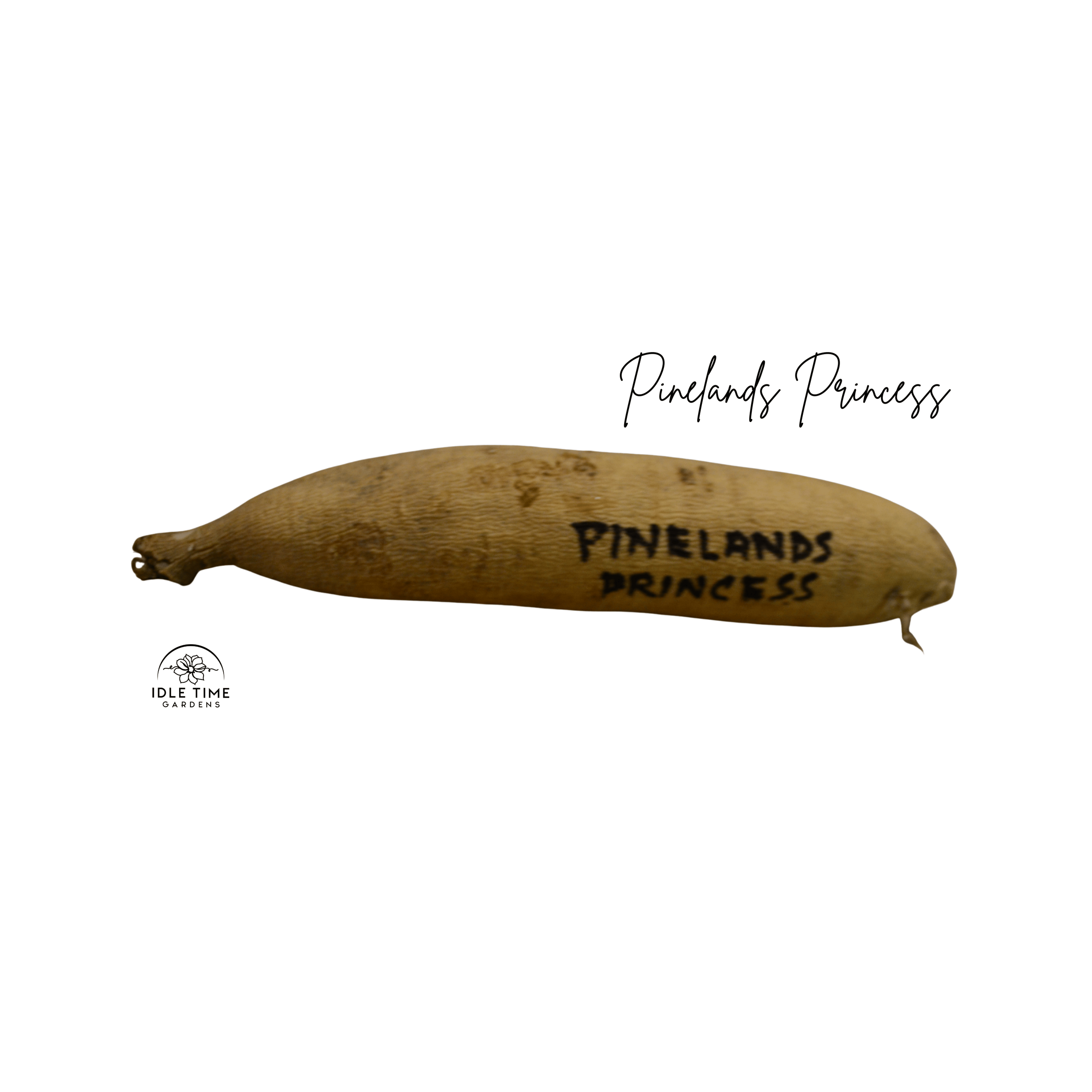 Pinelands Princess Tuber WT.png