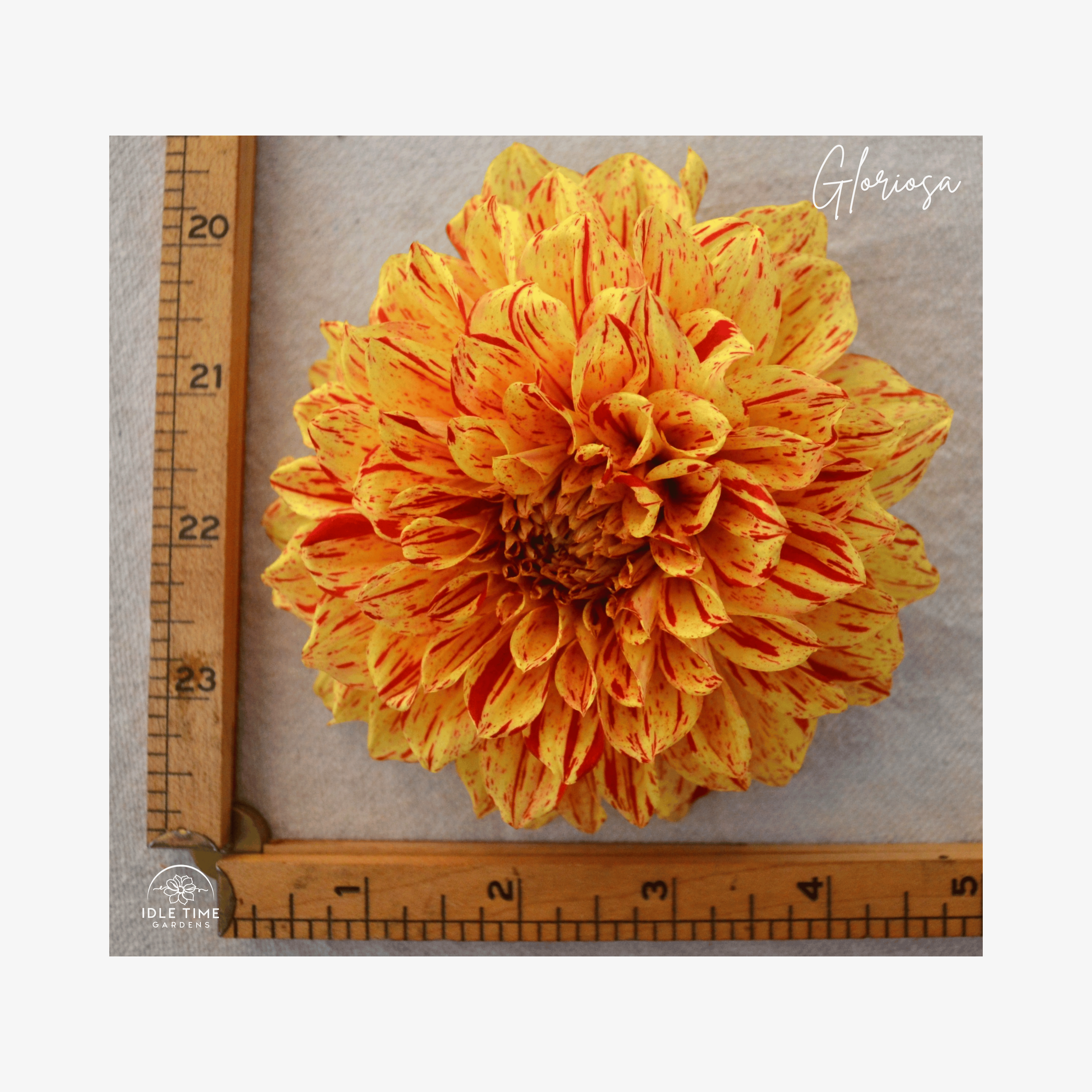 Gloriosa - Measure.png