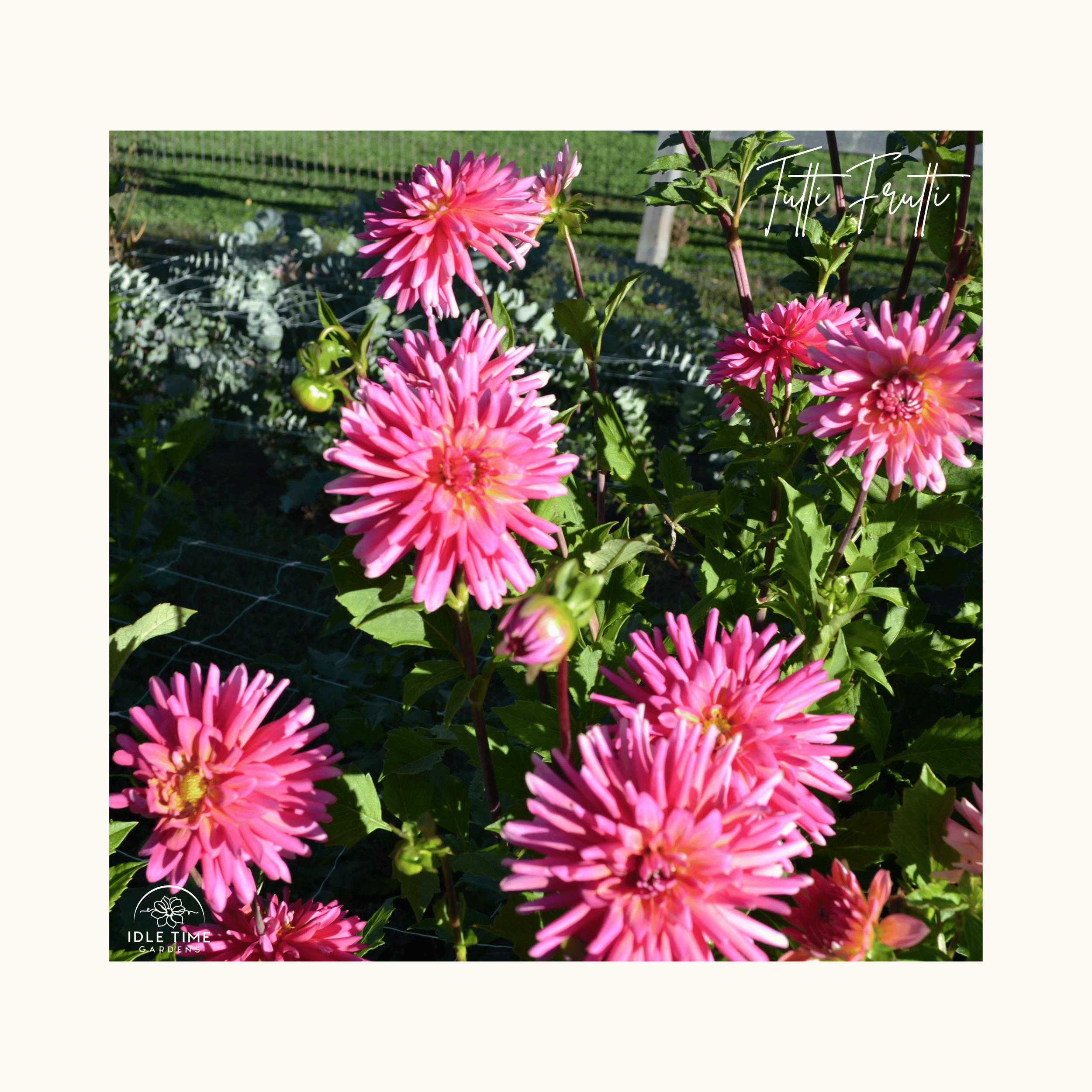 Tutti Frutti - In Field Group.png