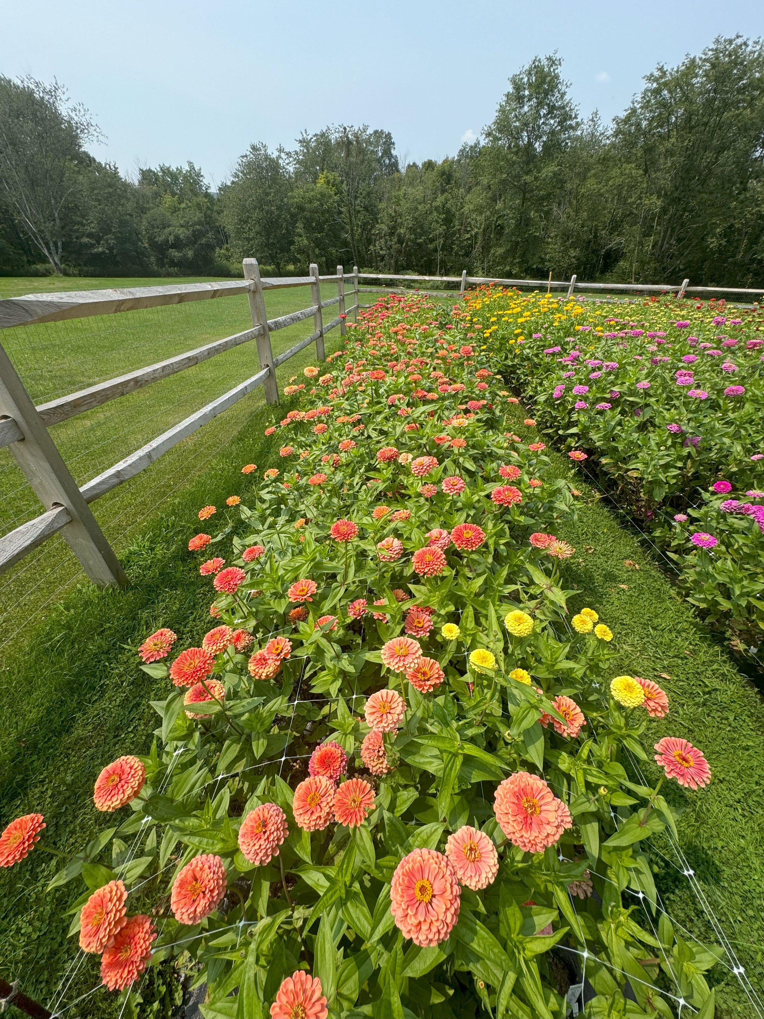 Giant Zinnias