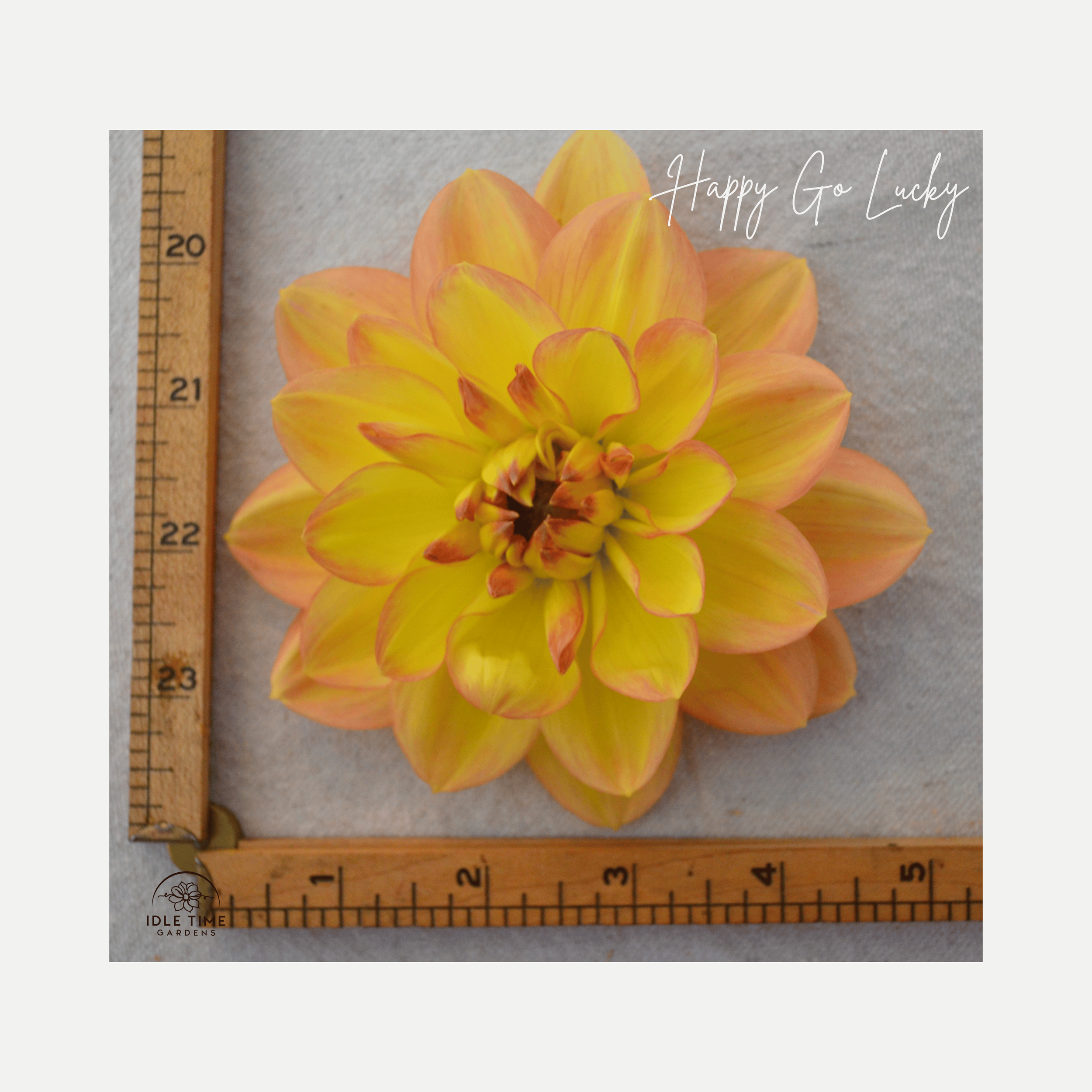 Happy Go Lucky - Measure.png