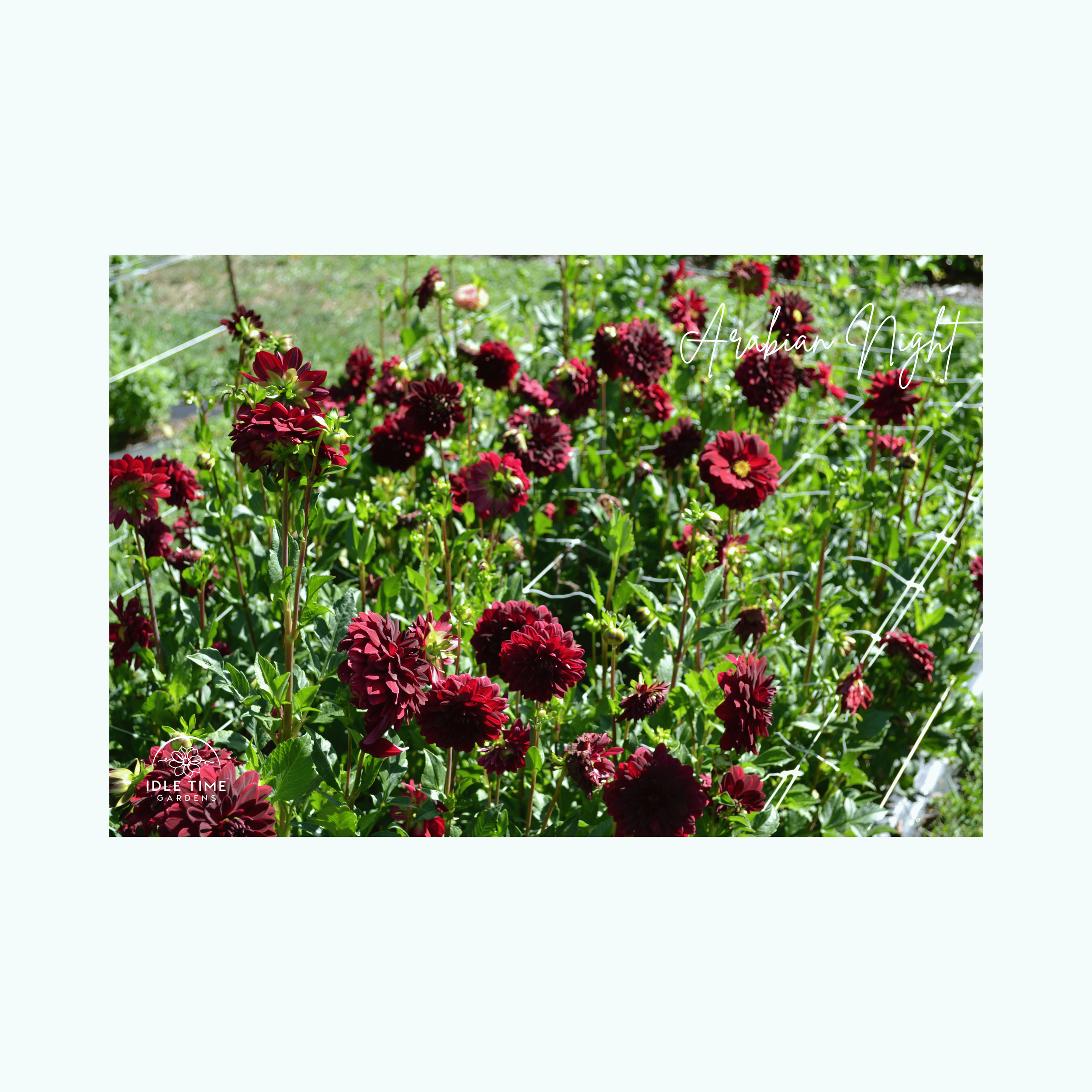 Arabian Night - In Field Group.png