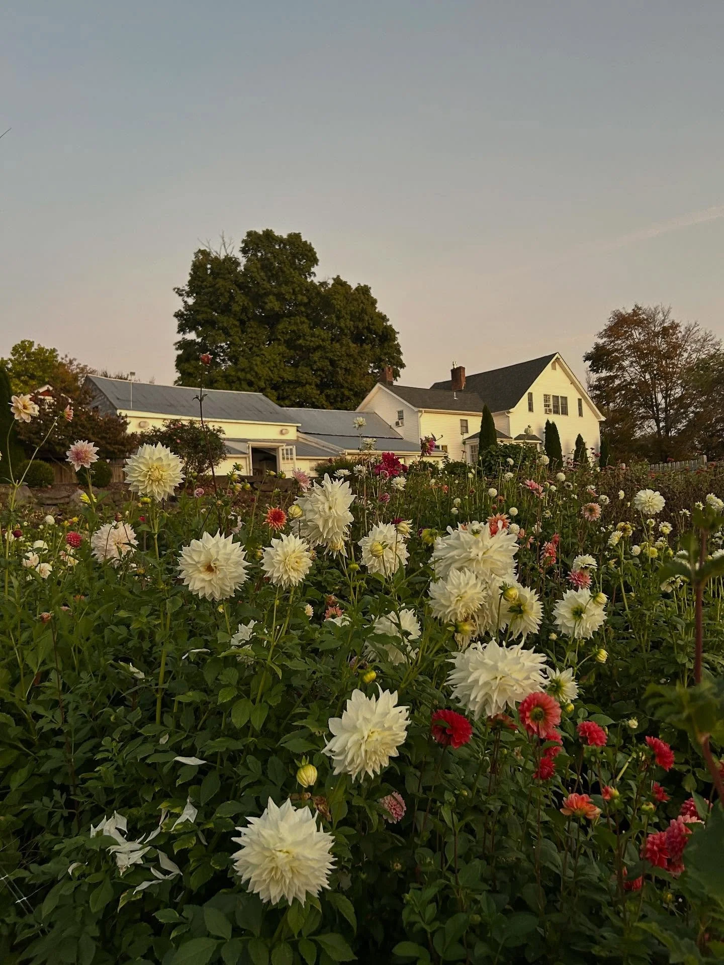 We&rsquo;re enjoying the beautiful sunset with the dahlias&hellip;and a little friend 🐰 

#ITG #IdleTimeGardens #BunnyInGarden #Sunset #GardenSunset #SomeBunnyLovesPlants