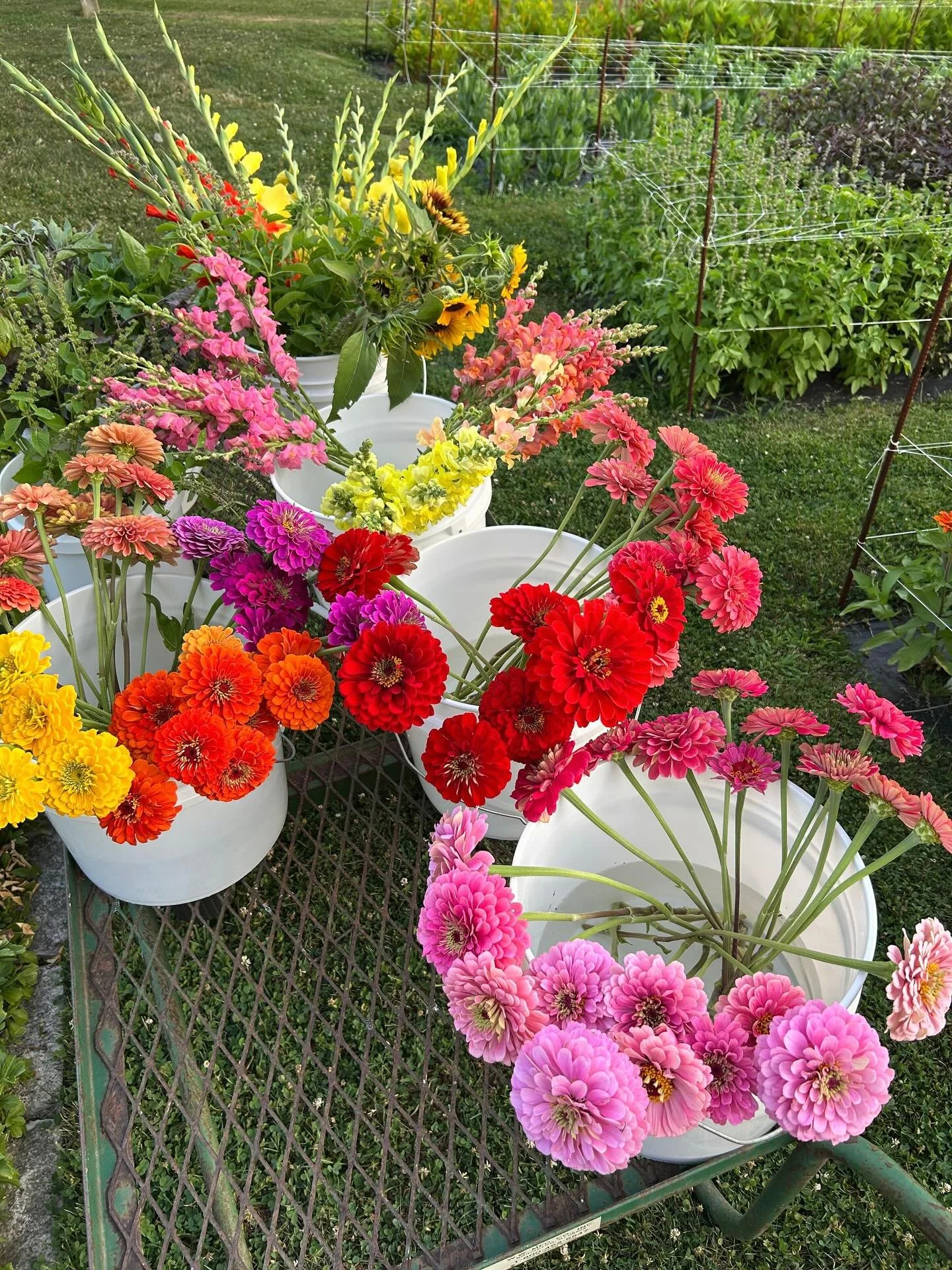 IT&rsquo;S HAPPENING!!! 

The cart is officially back out for the season starting TODAY 💐☀️🥵 We&rsquo;ll always post updates on our Instagram story when the cart is out, so keep an eye out there! 

#IdleTimeGardens #ITG #LocalFlowers #LocalFlowerSt