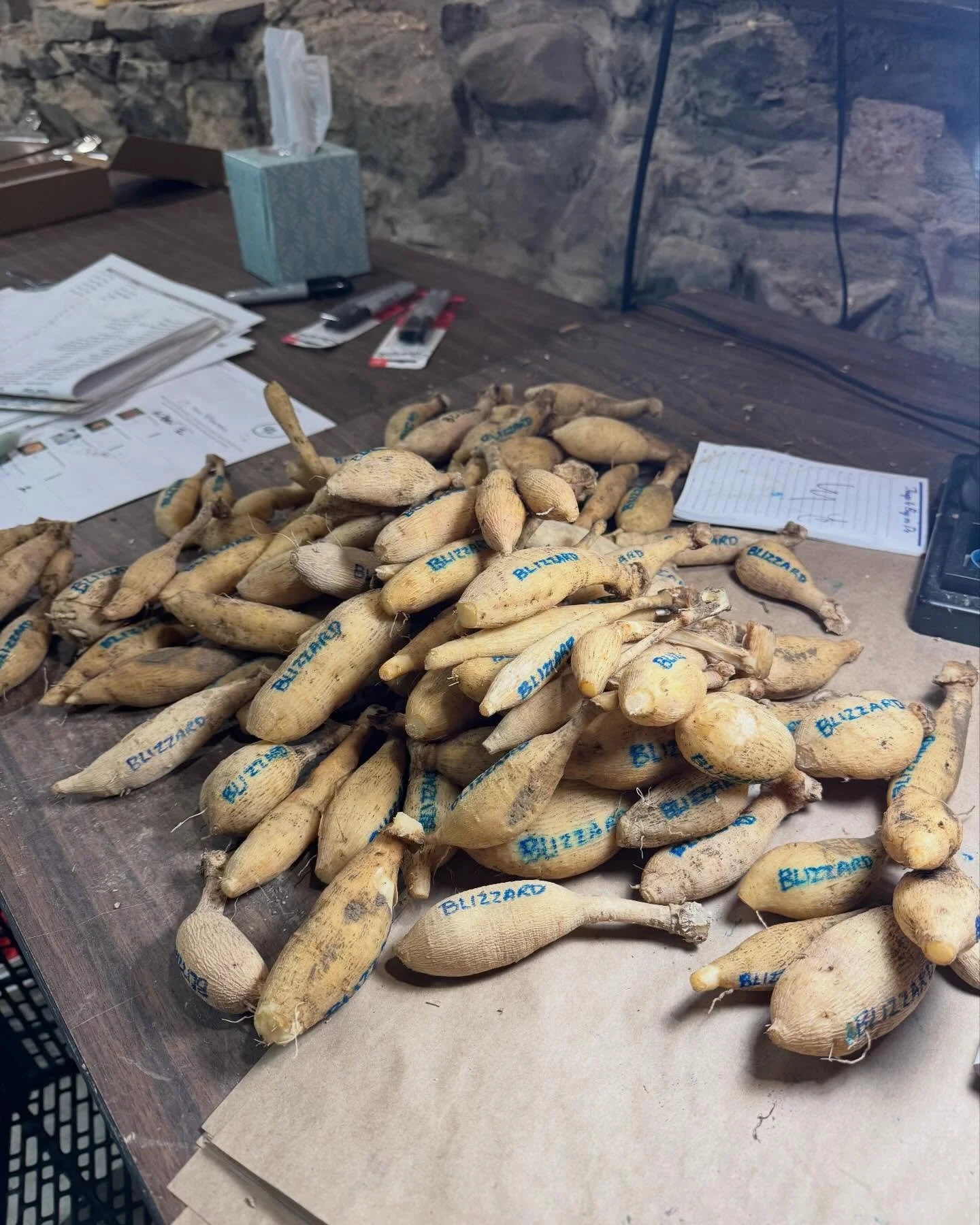 Hello flower friends! 

After months of growing, dividing, and dreaming about the upcoming season, our dahlia tuber sale is almost here!

Shop opens Feb 15th at 8am EST at idletimegardens.com. This year&rsquo;s collection is filled with beautiful var