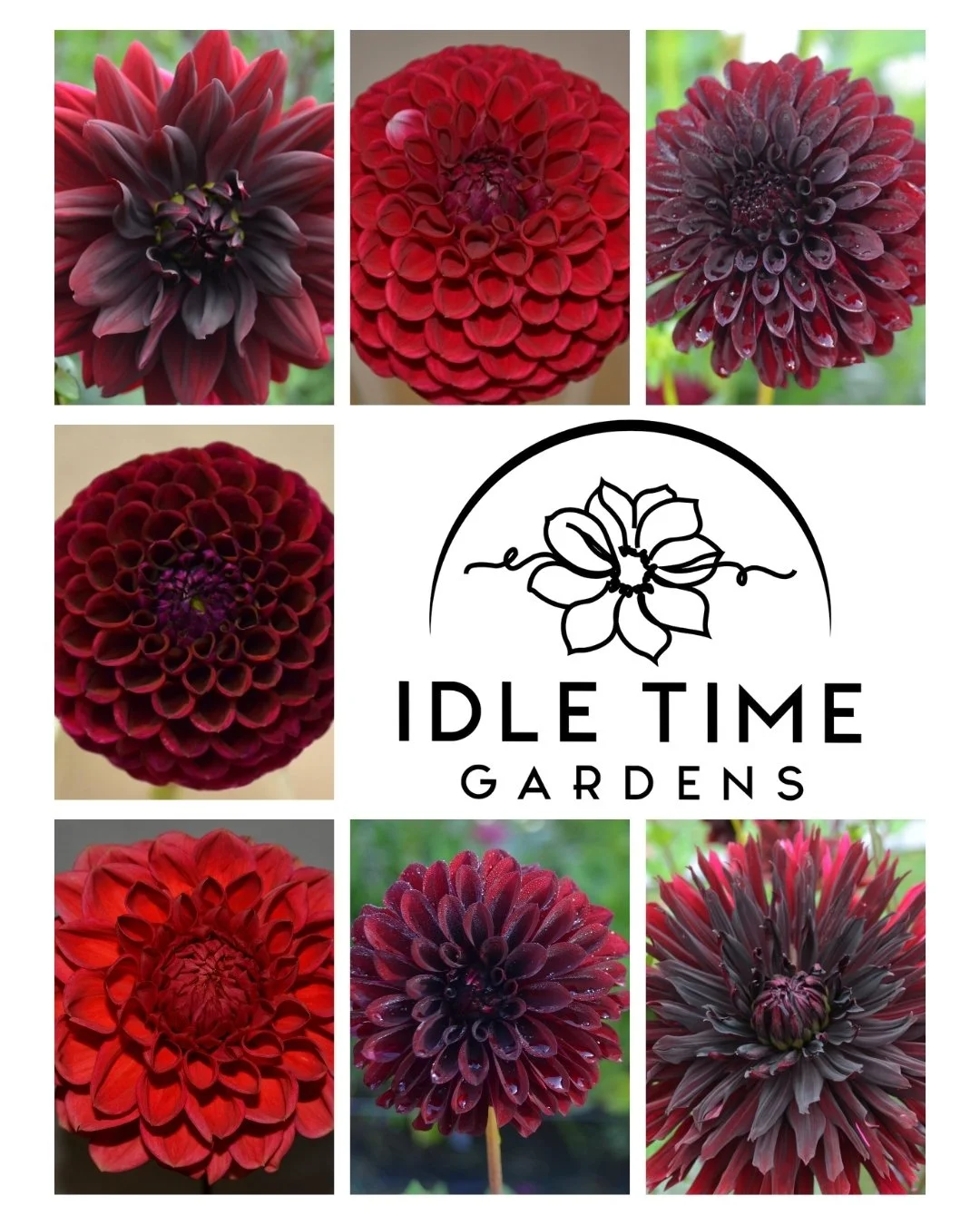 !!!THE SHOP IS OPEN!!!

Our dahlia tuber sale is live on the website. Take a look at the collection and grab your favorites before they&rsquo;re gone. One or more of these beauties can be in your garden this summer. 

Shop dahlia tubers here: https:/