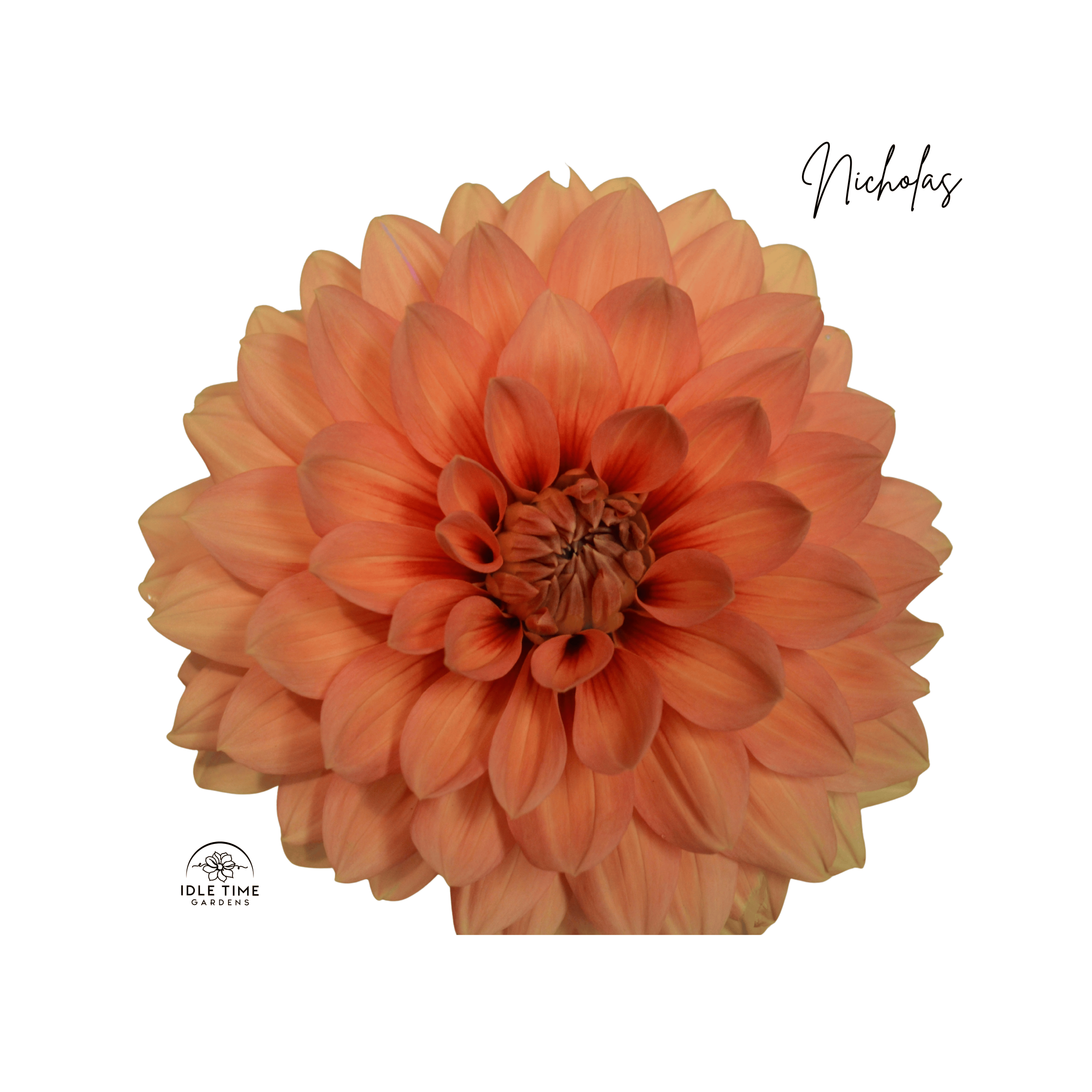 Nicholas - Single.png