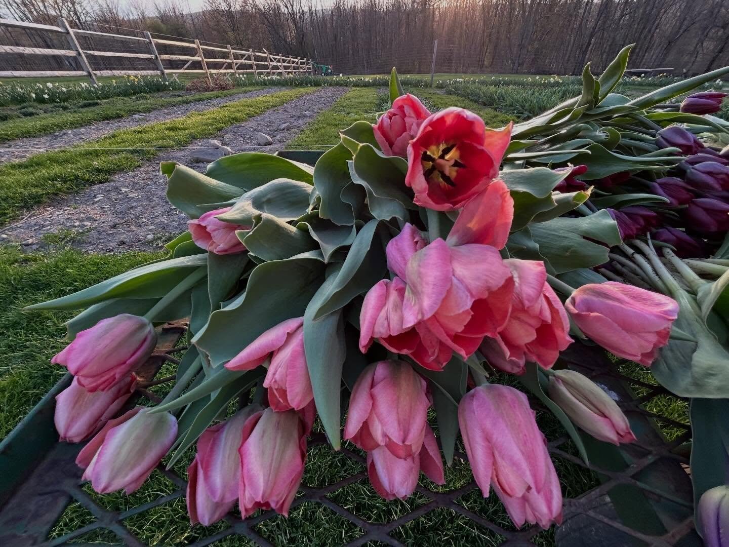 Tulips! Tulips! Tulips!  Tulip bunches will be available on the cart beginning tomorrow.  Come get yours before they are gone.  #idletimegardens #tulips #freshflowers #spring