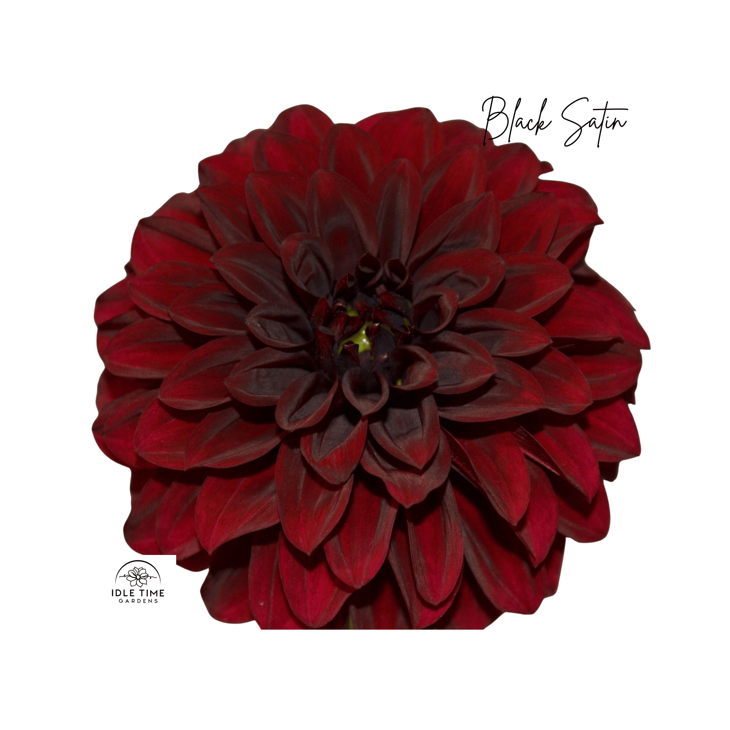 Black Satin  - Single Close.png