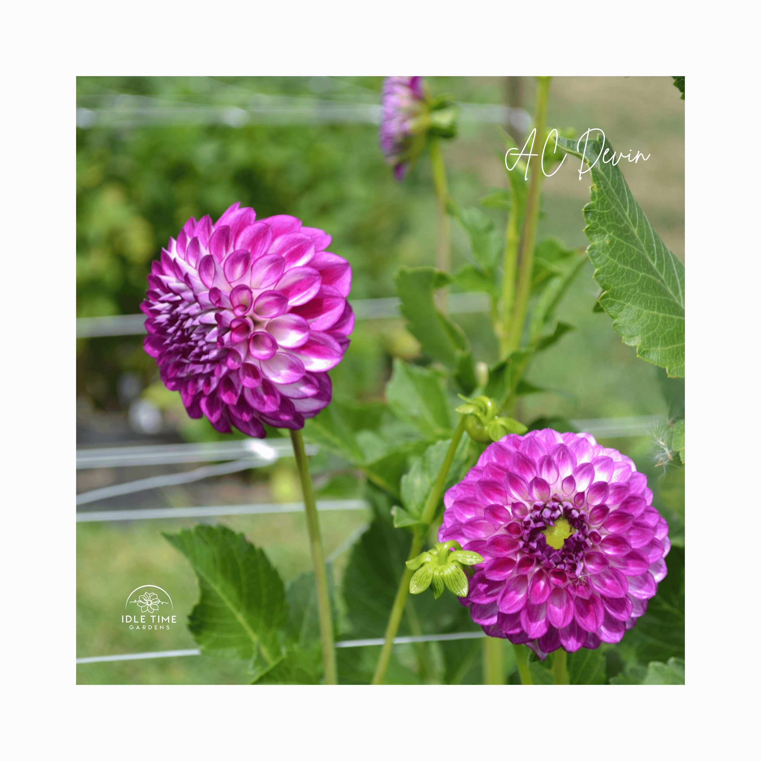 AC Devin - In Field Group.png