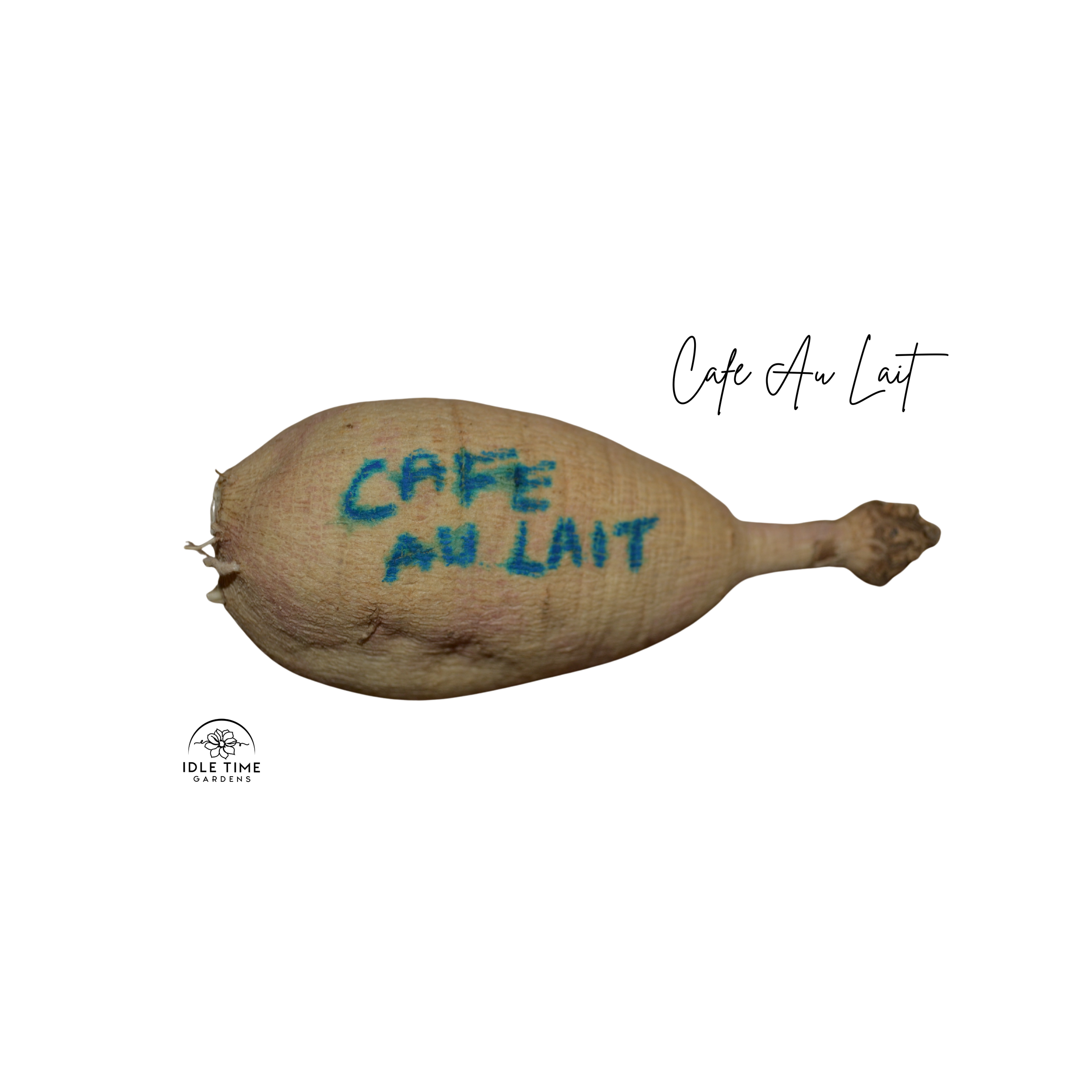 Cafe Au Lait Tuber WT.png