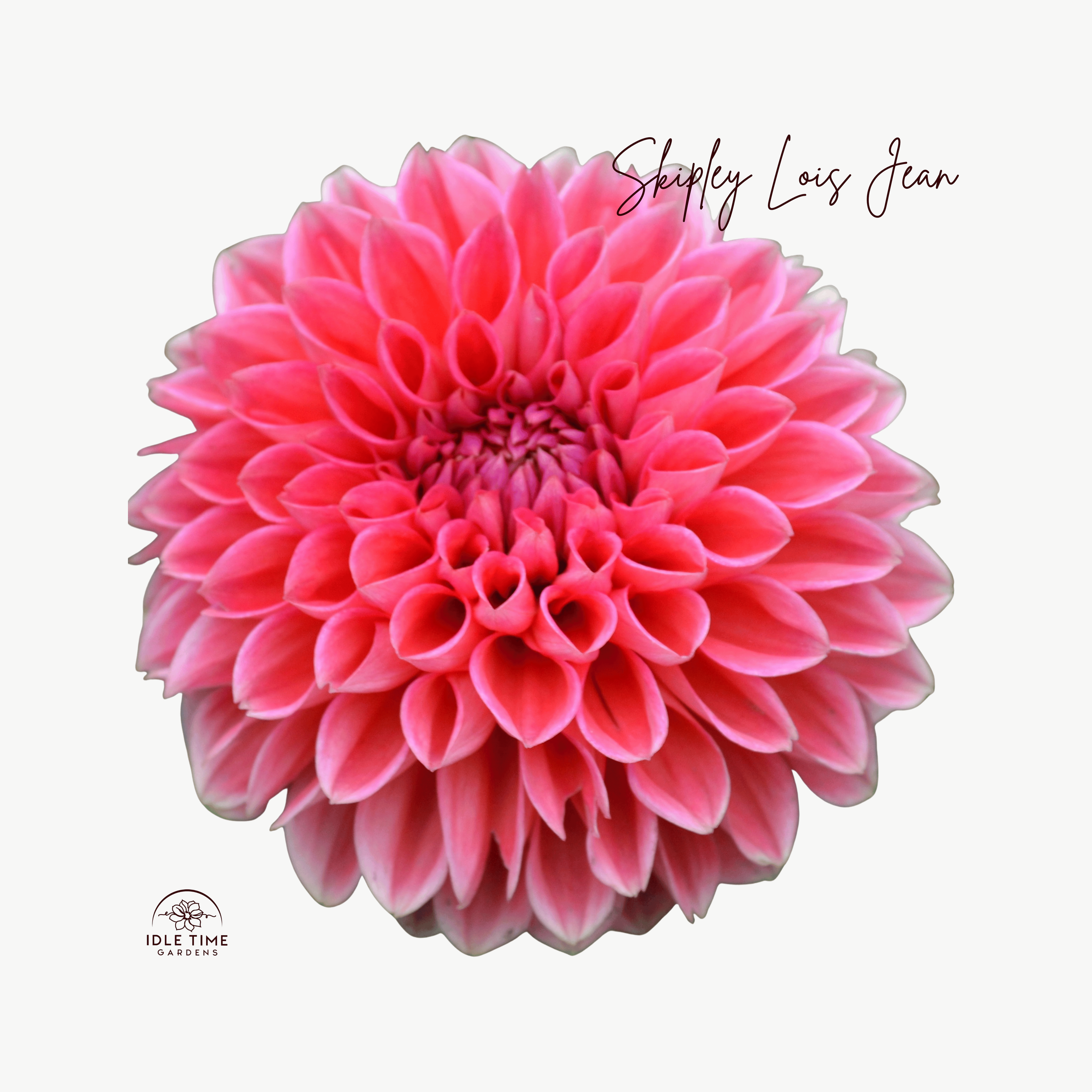 Skipley Lois Jean - Single.png