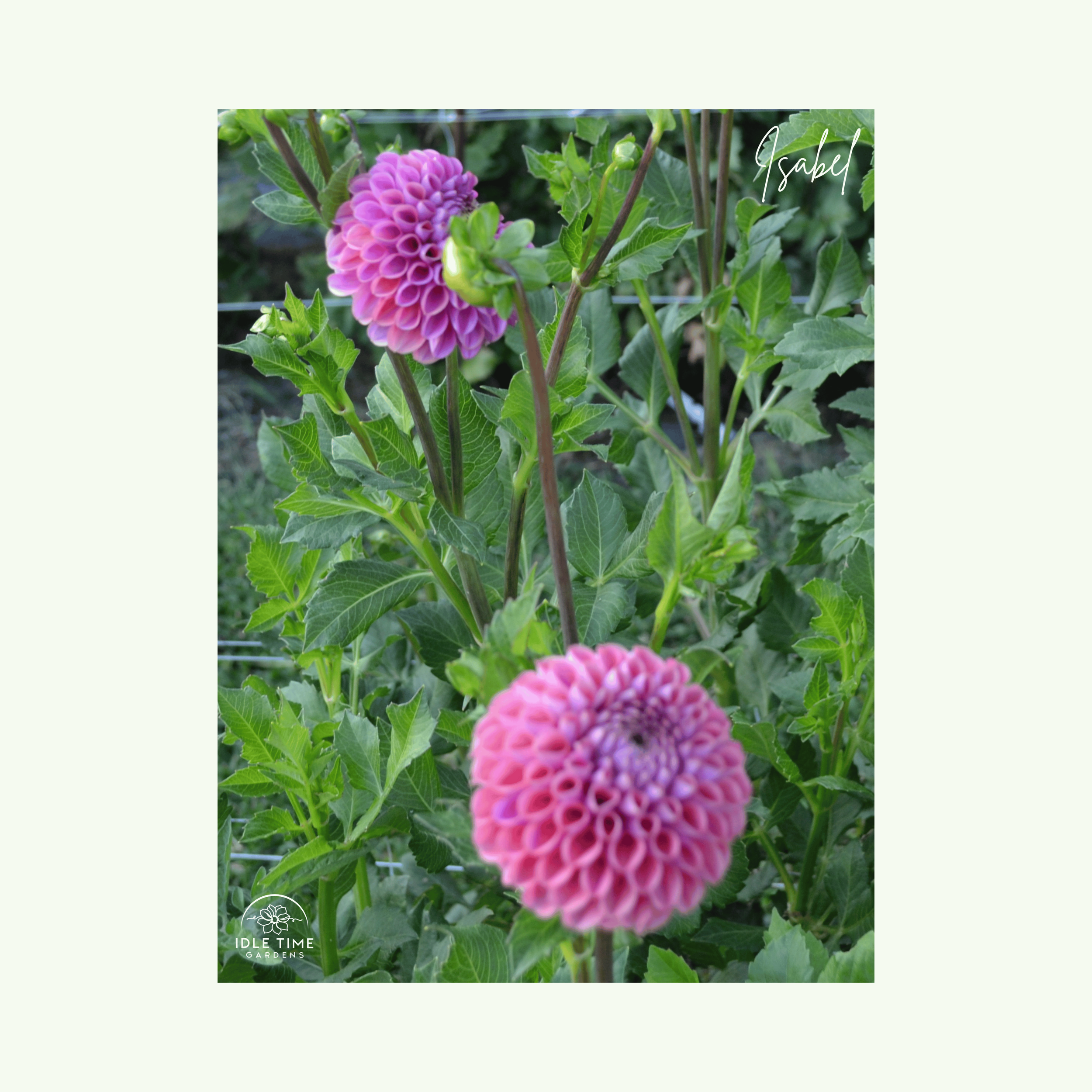 Isabel - In Field Group.png