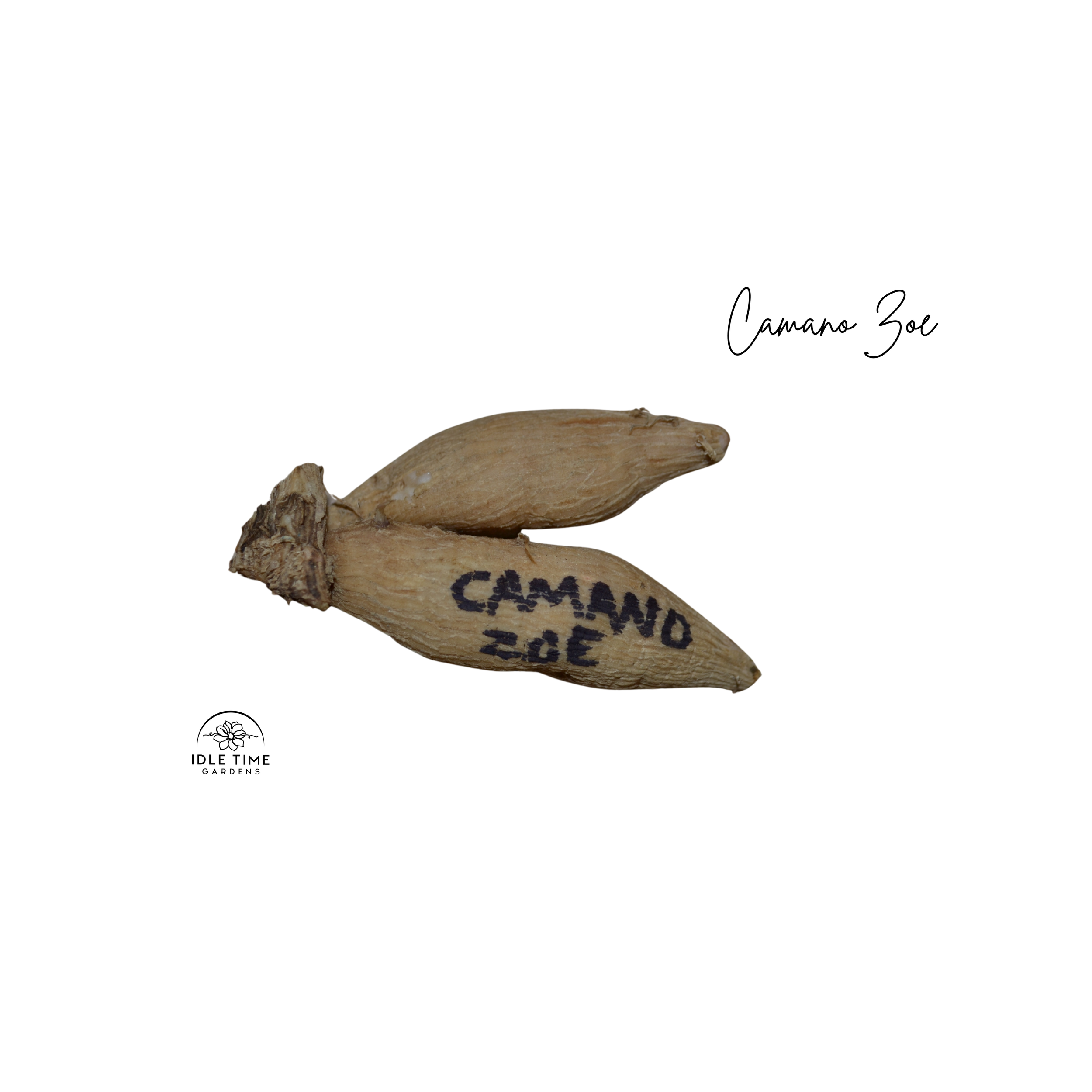 Camano Zoe Tuber WT.png