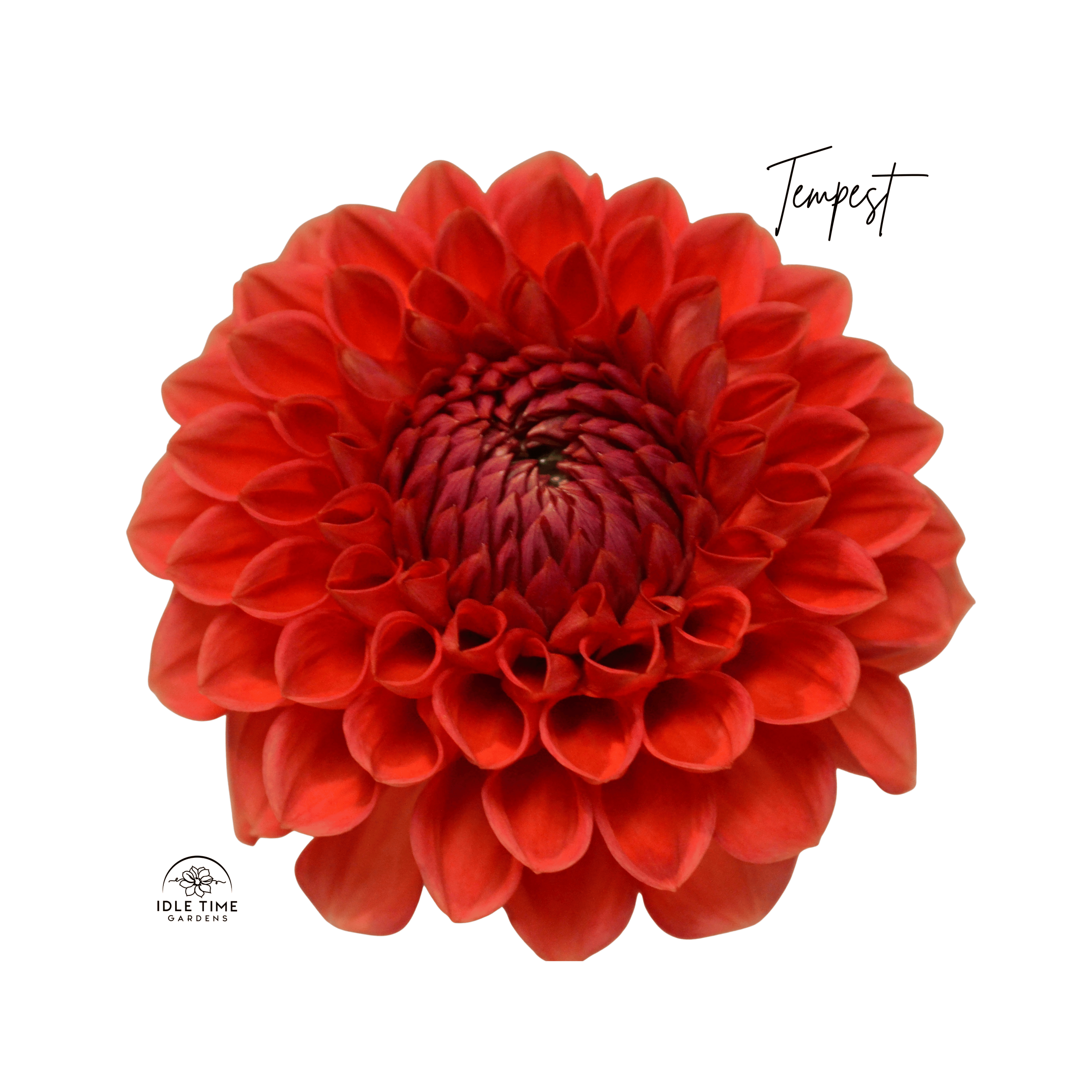 Tempest - Single.png