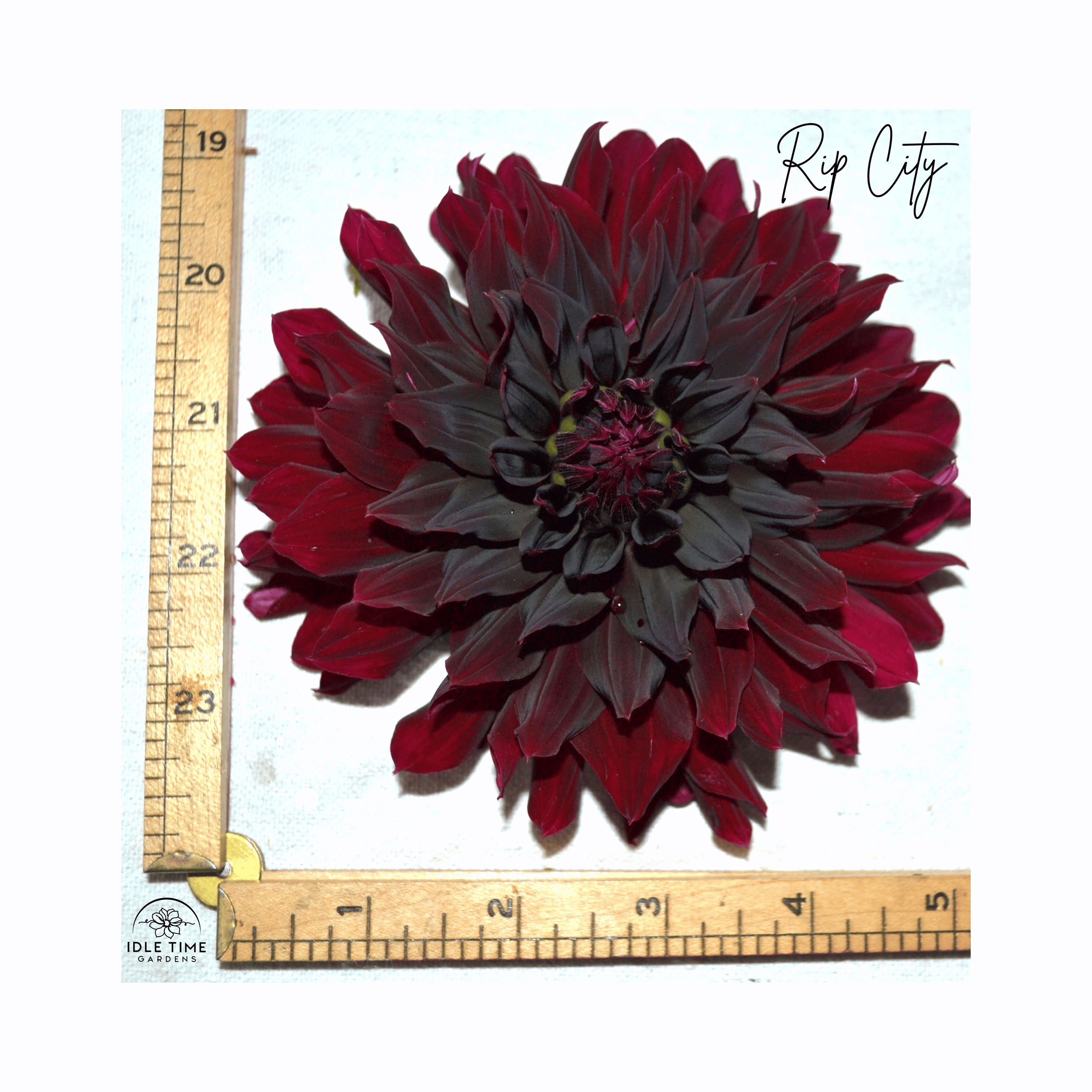 Rip City - Measure.png