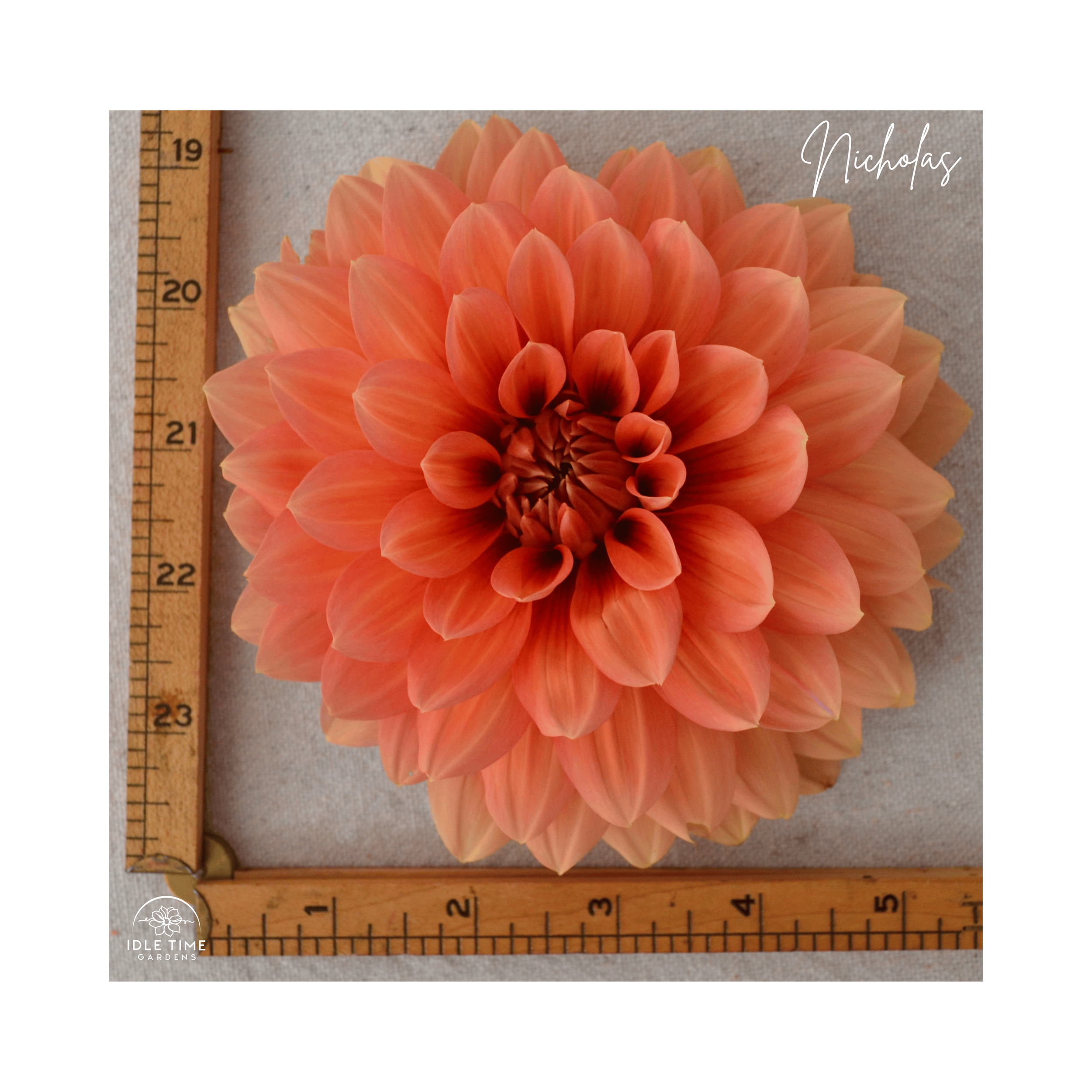 Nicholas - Measure.png