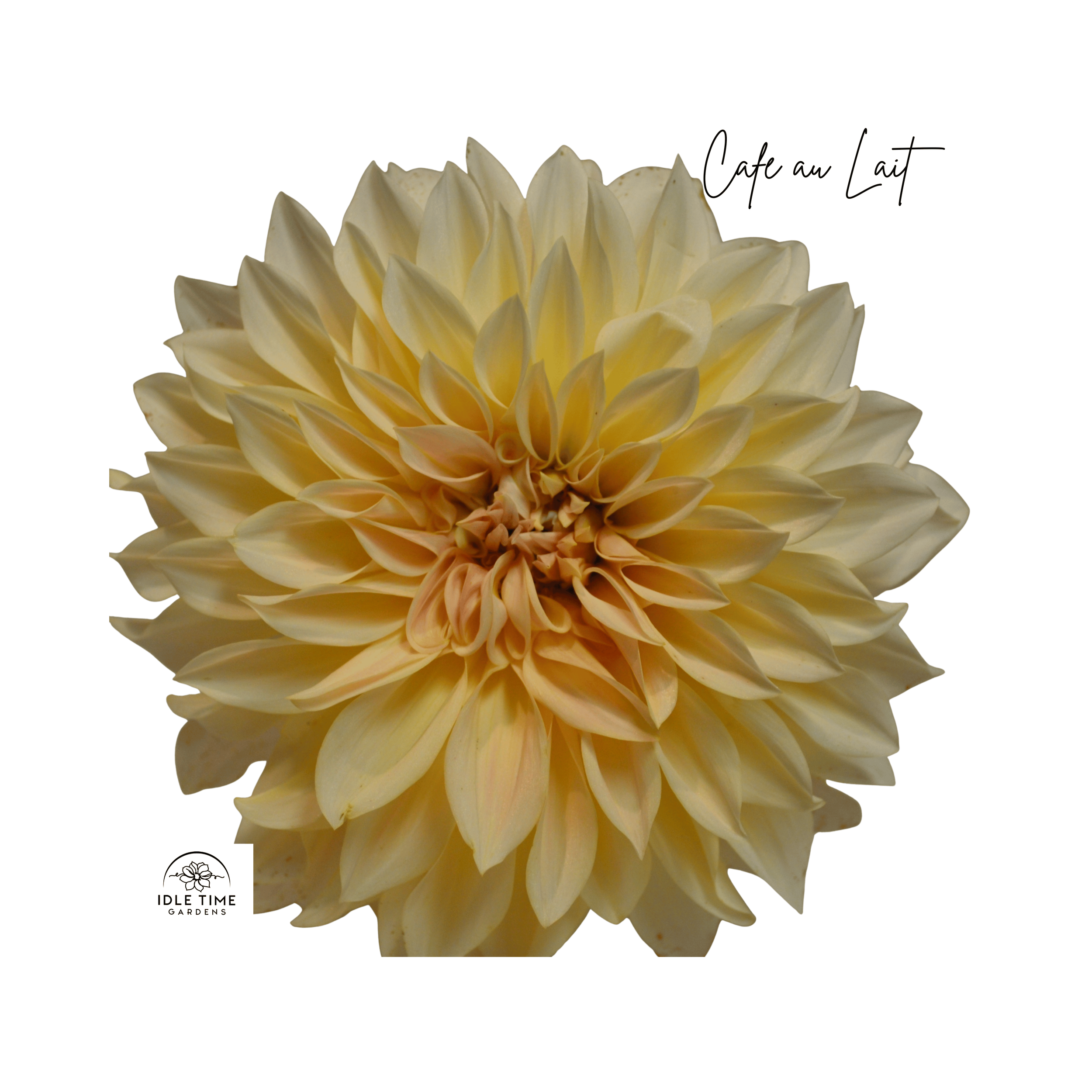 Cafe au Lait - Single.png