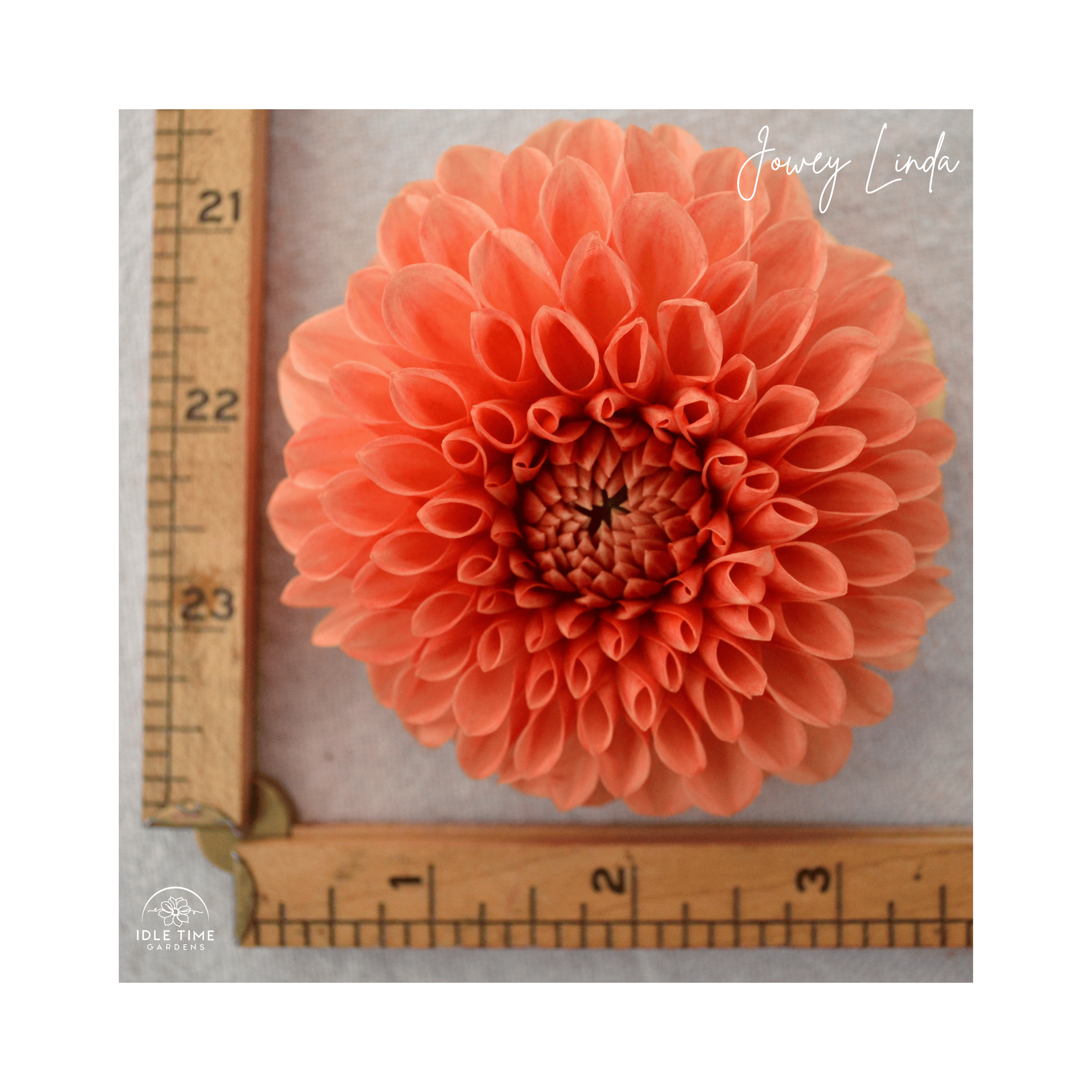 Jowey Linda - Measure.png