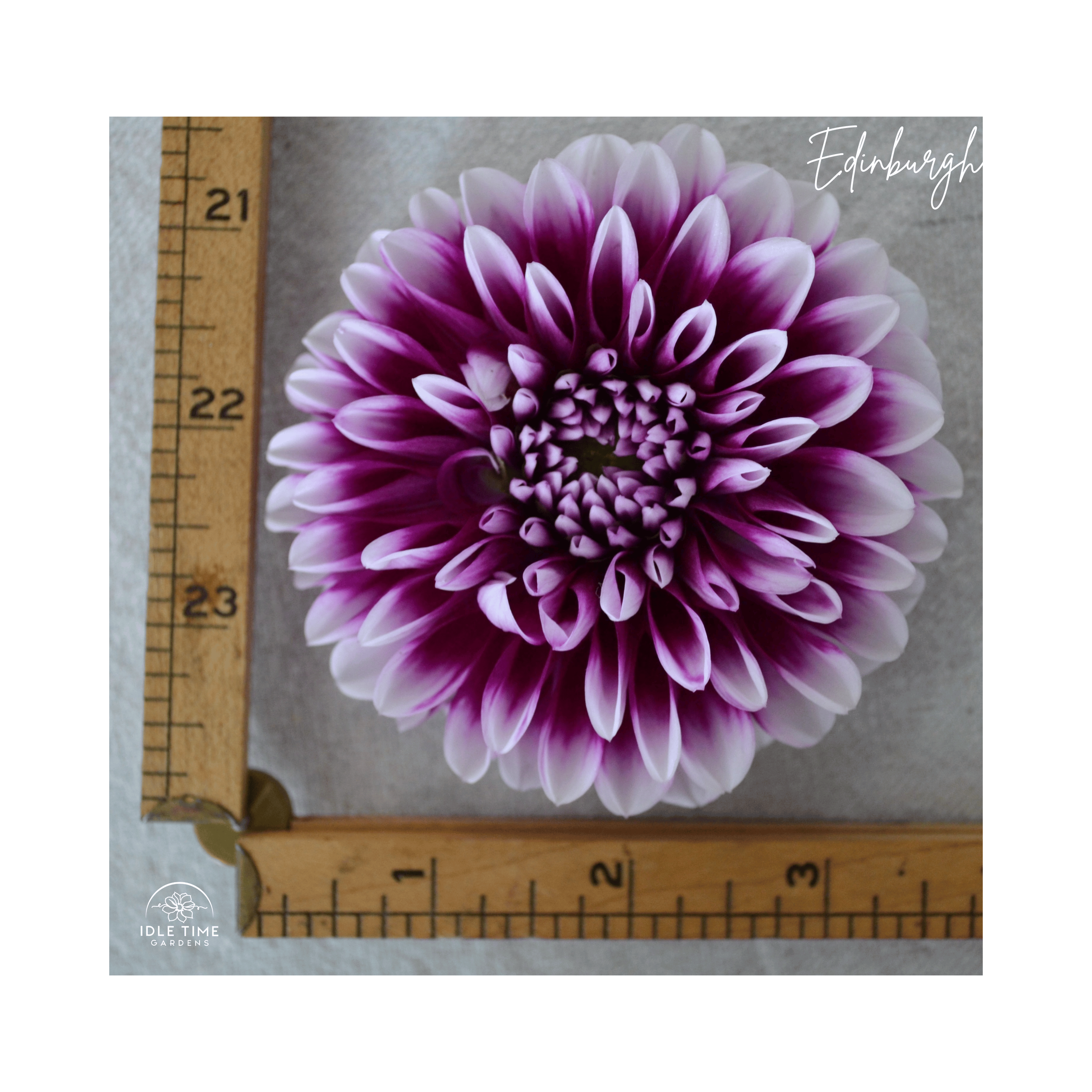 Edinburgh - Measure.png