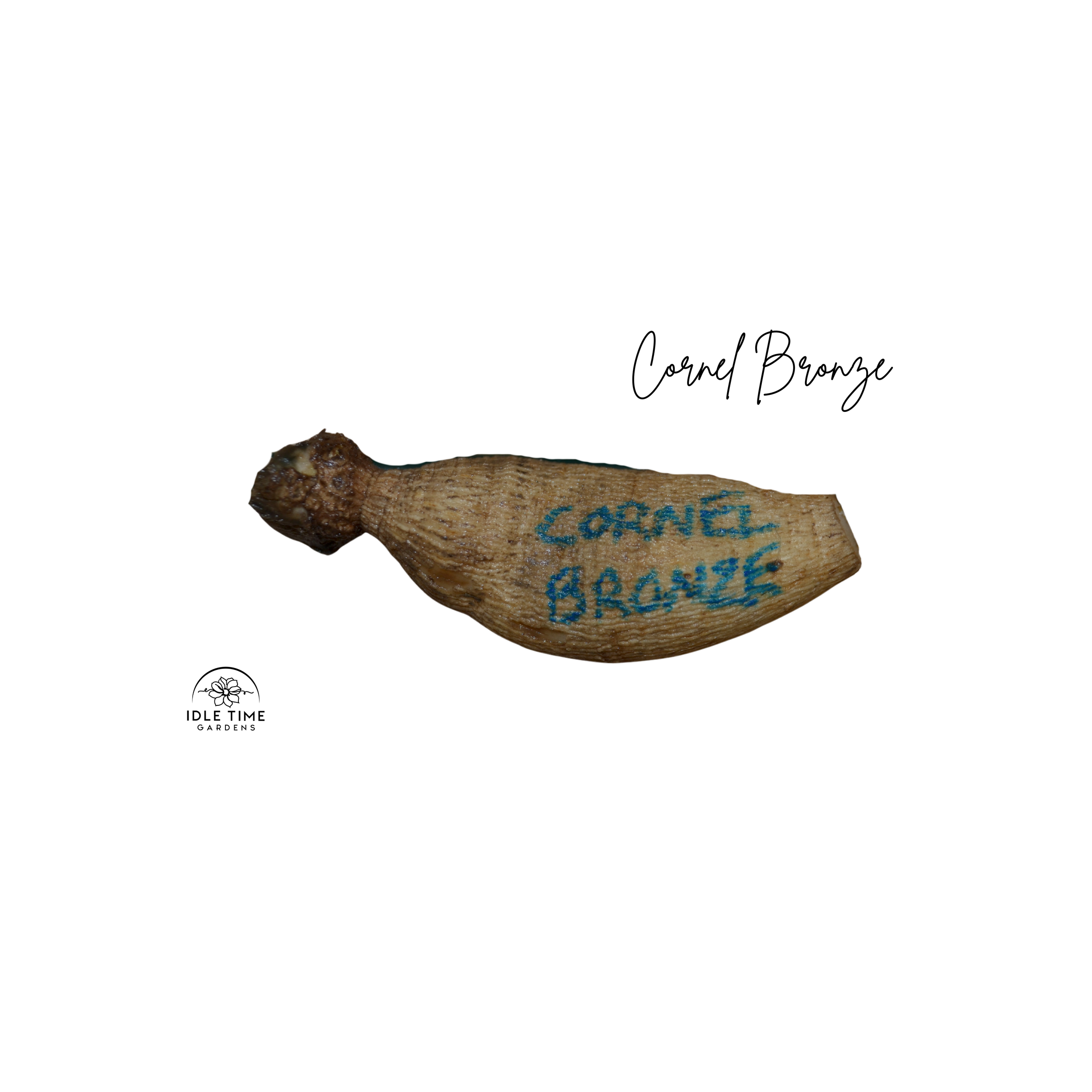Cornel Bronze Tuber WT.png