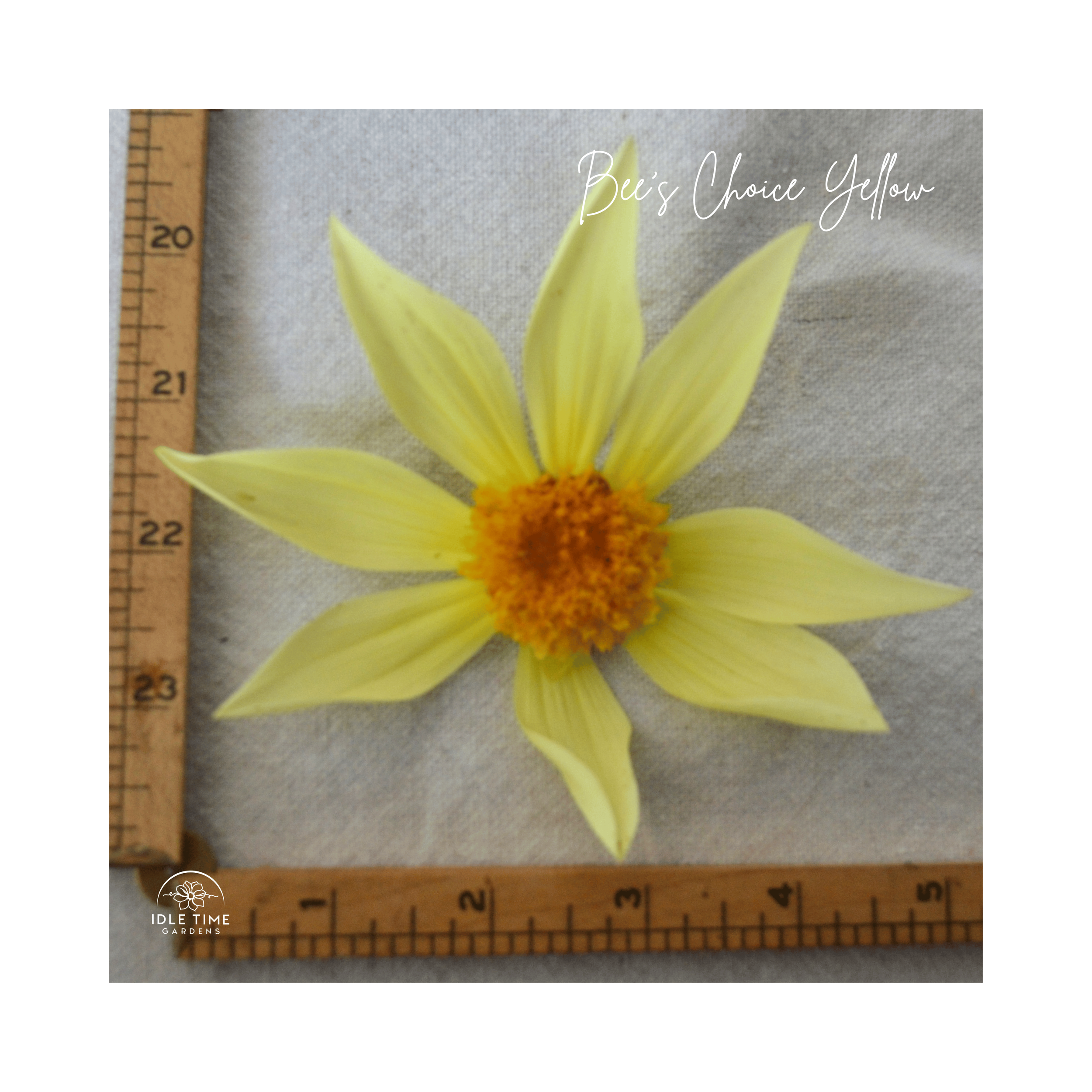 Bee's Choice Yellow - Measure.png