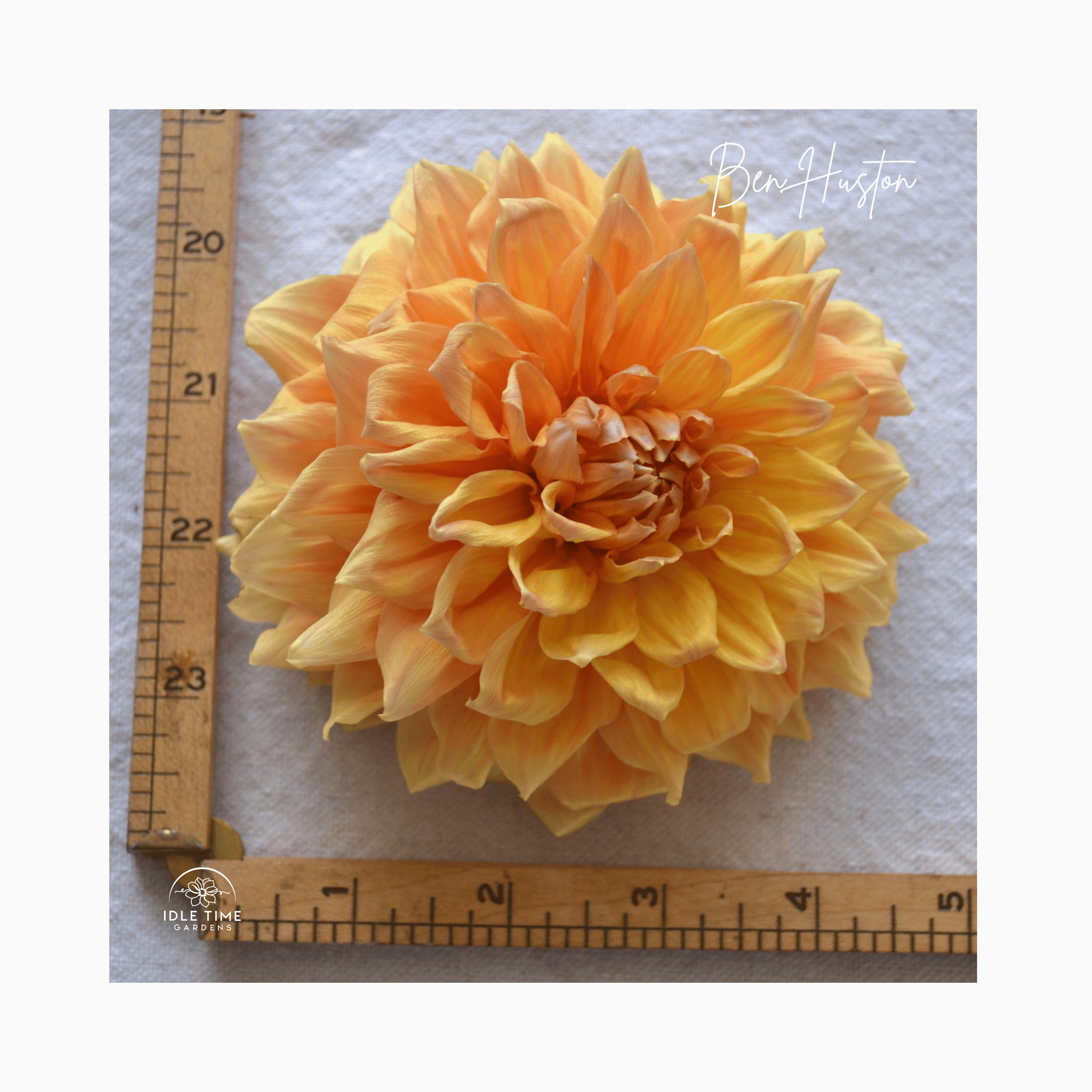 Ben Huston - Measure.png