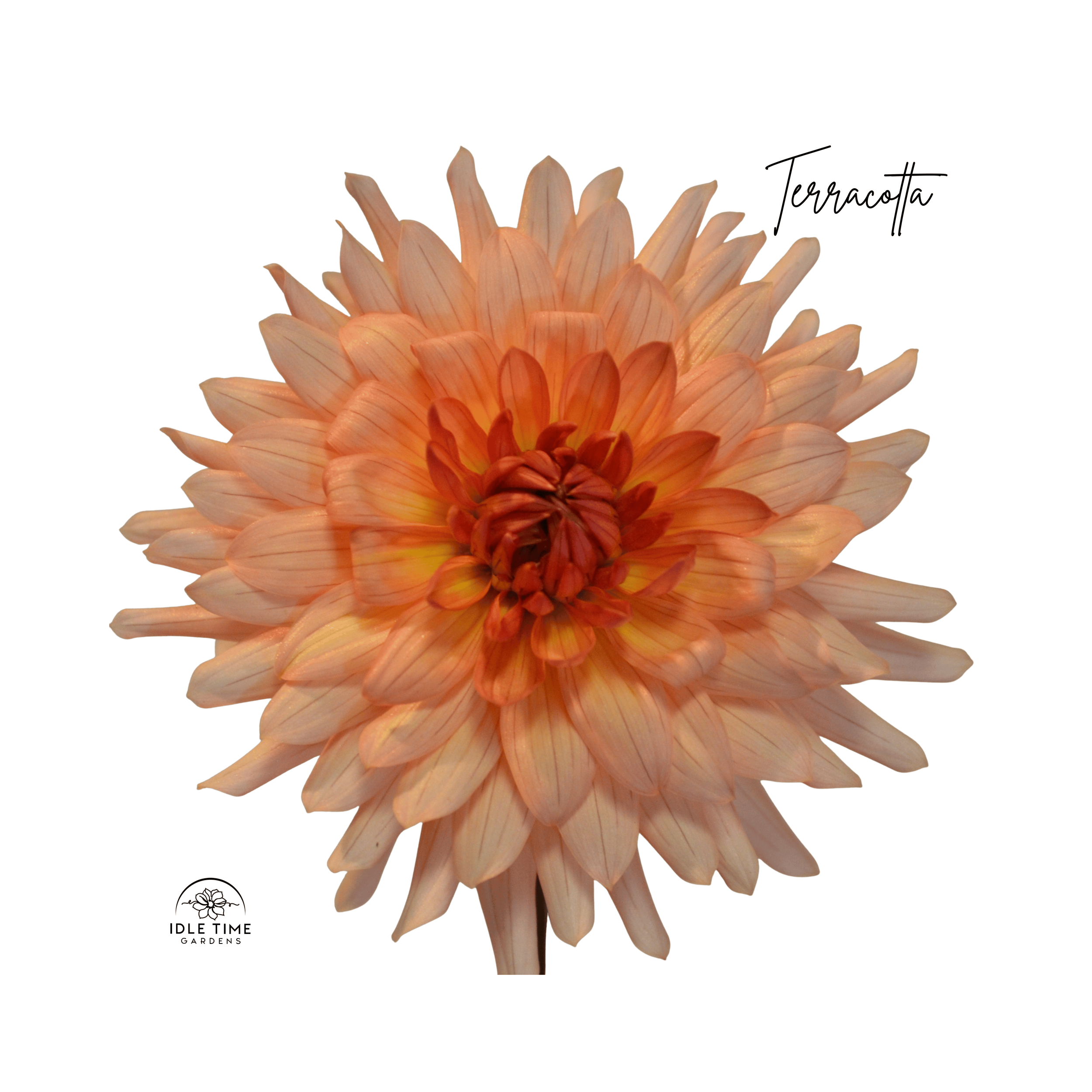 Terracotta - Single.png