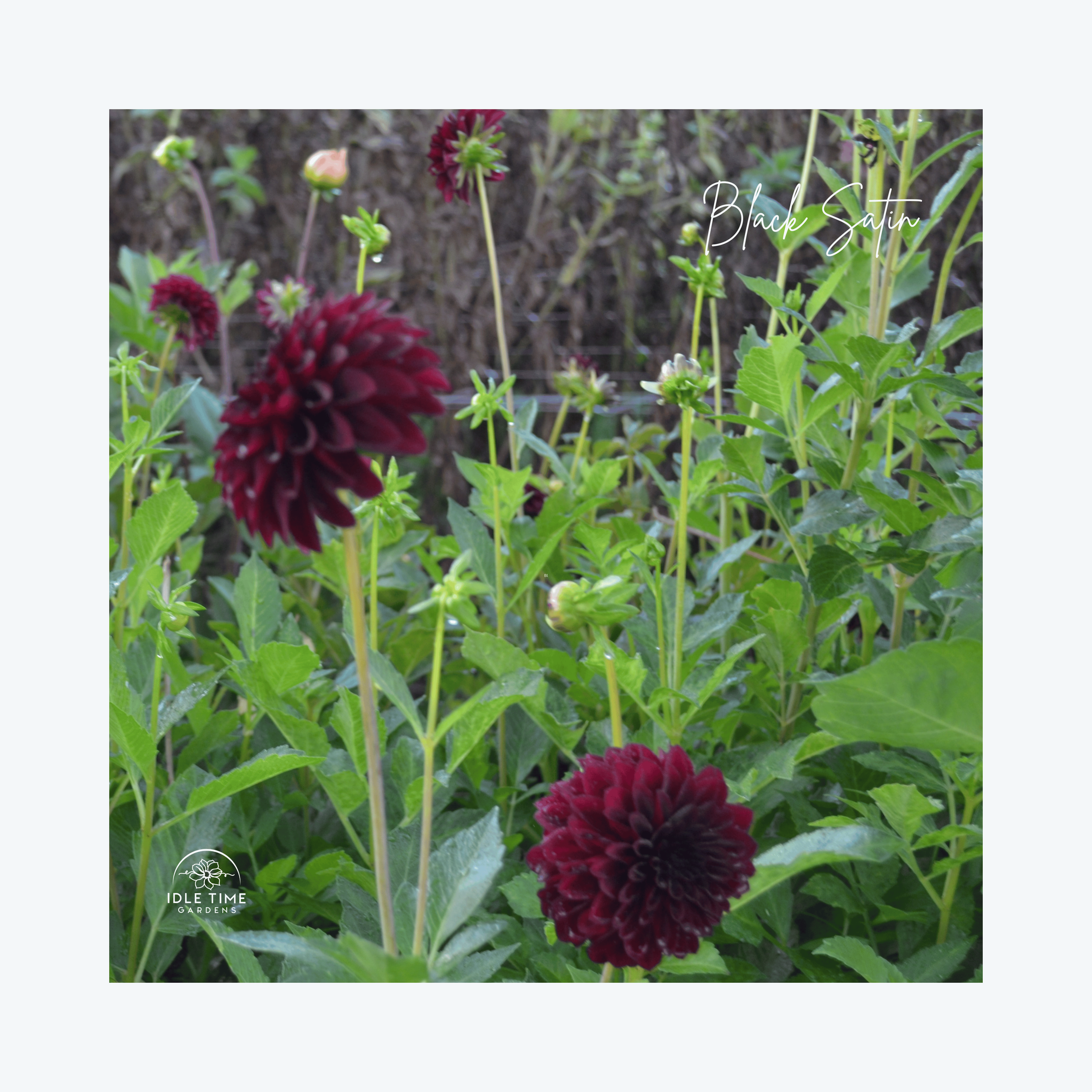 Black Satin - In Field Group.png