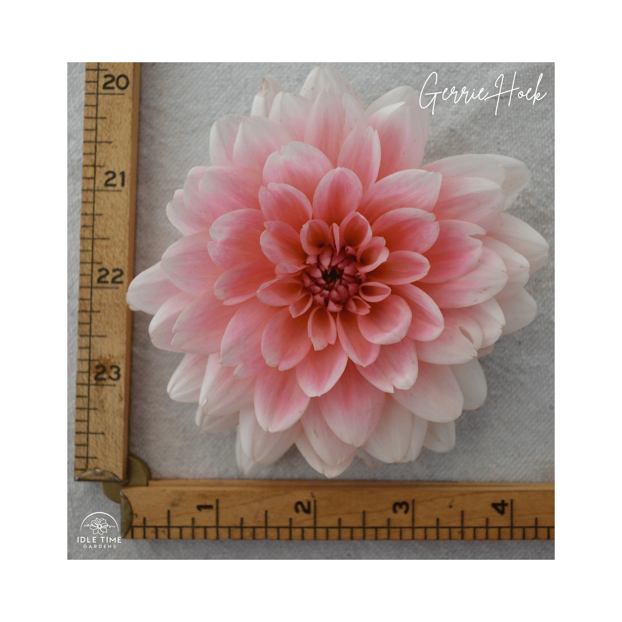 Gerrie Hoek - Measure.png