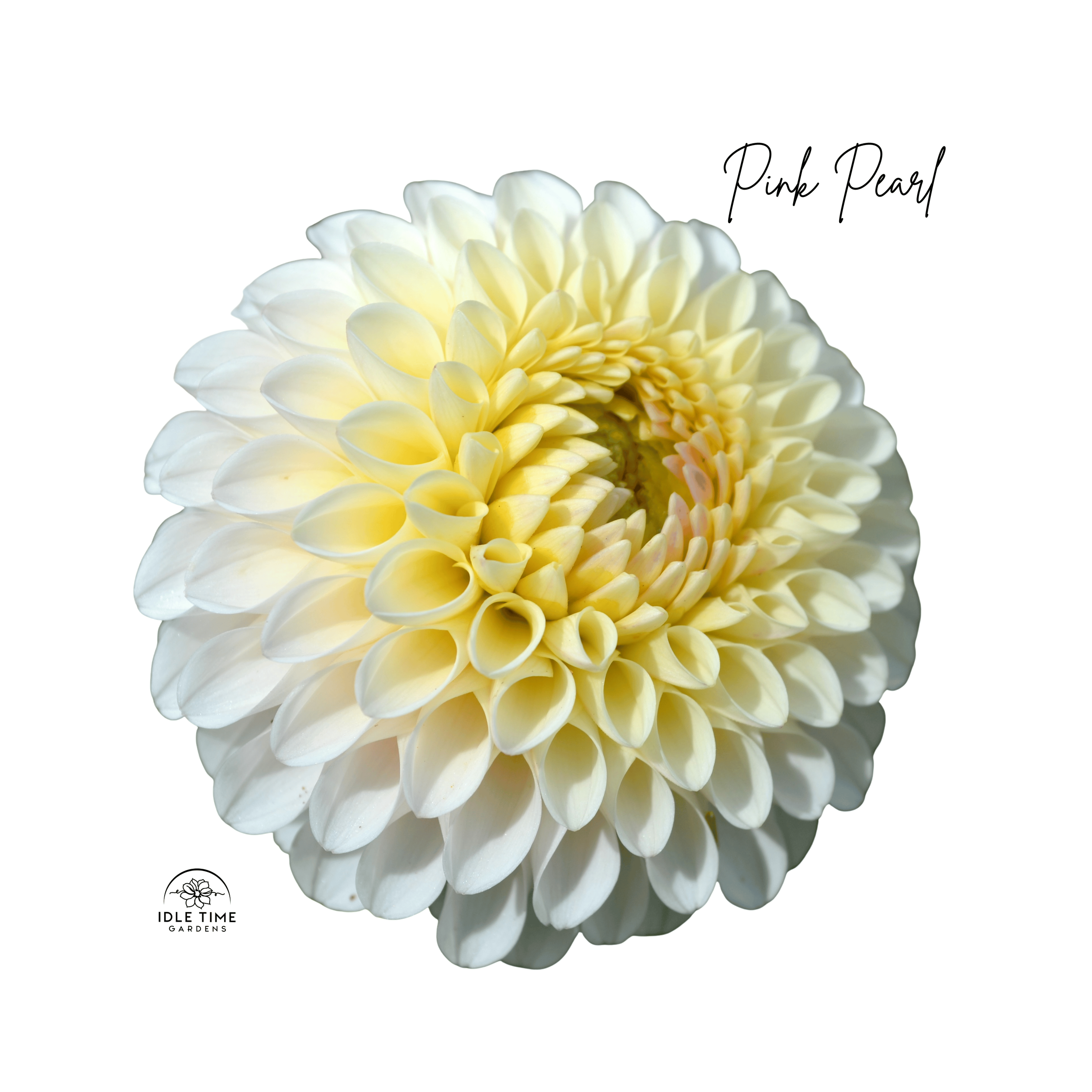 Pink Pearl - Single.png