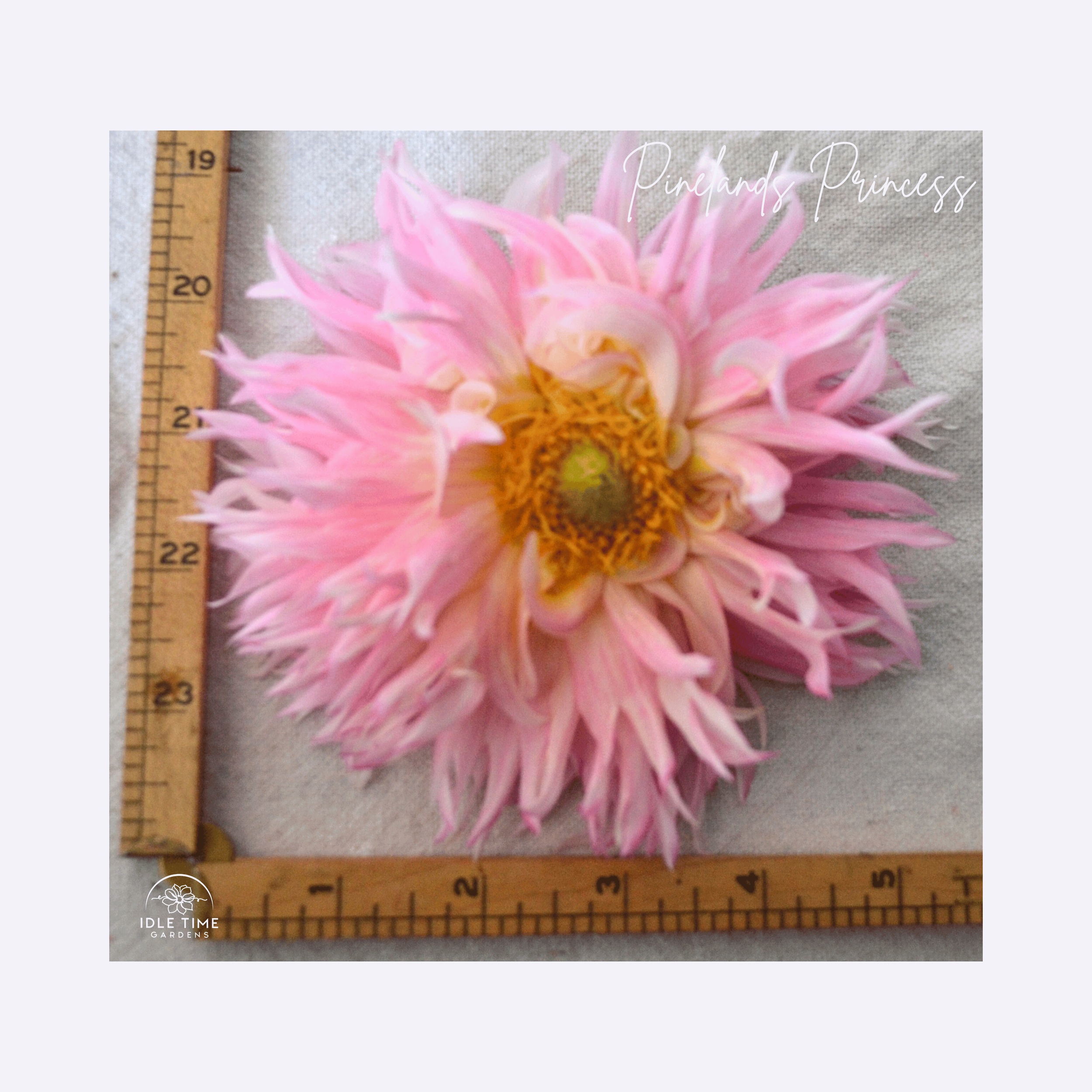 Pinelands Princess - Measure.png