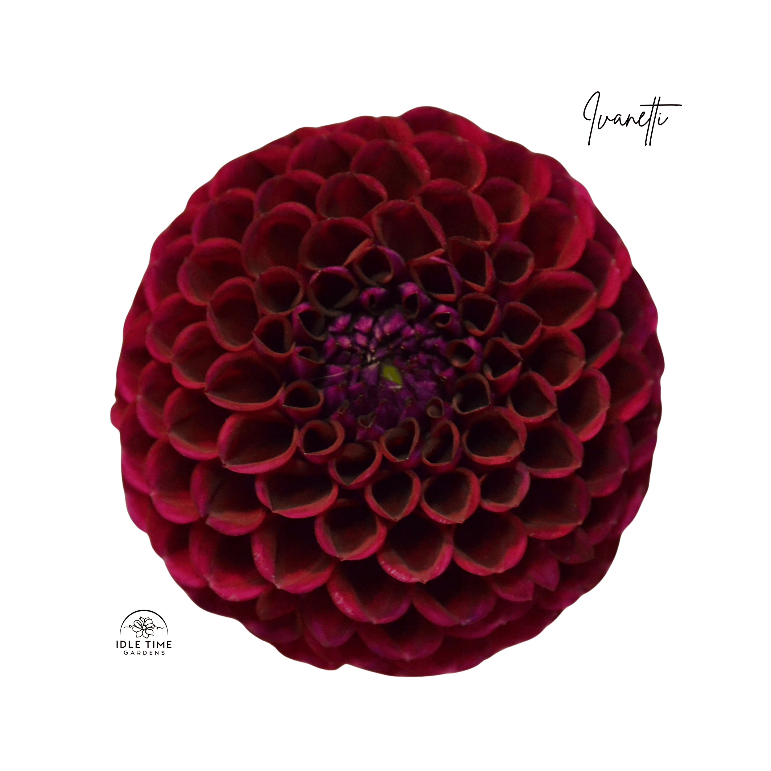 Ivanetti - Single.png