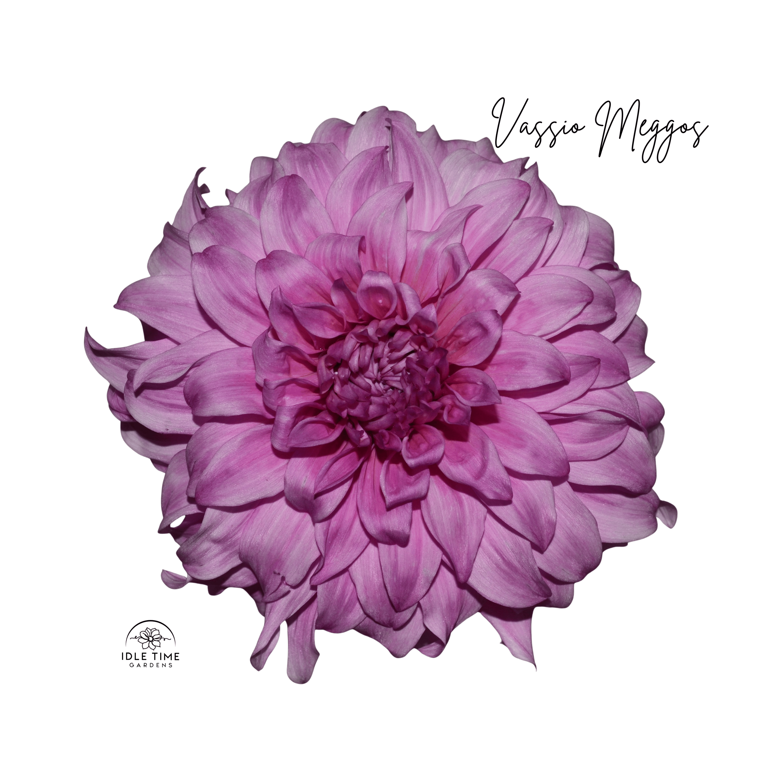 Vassio Meggos - Single.png