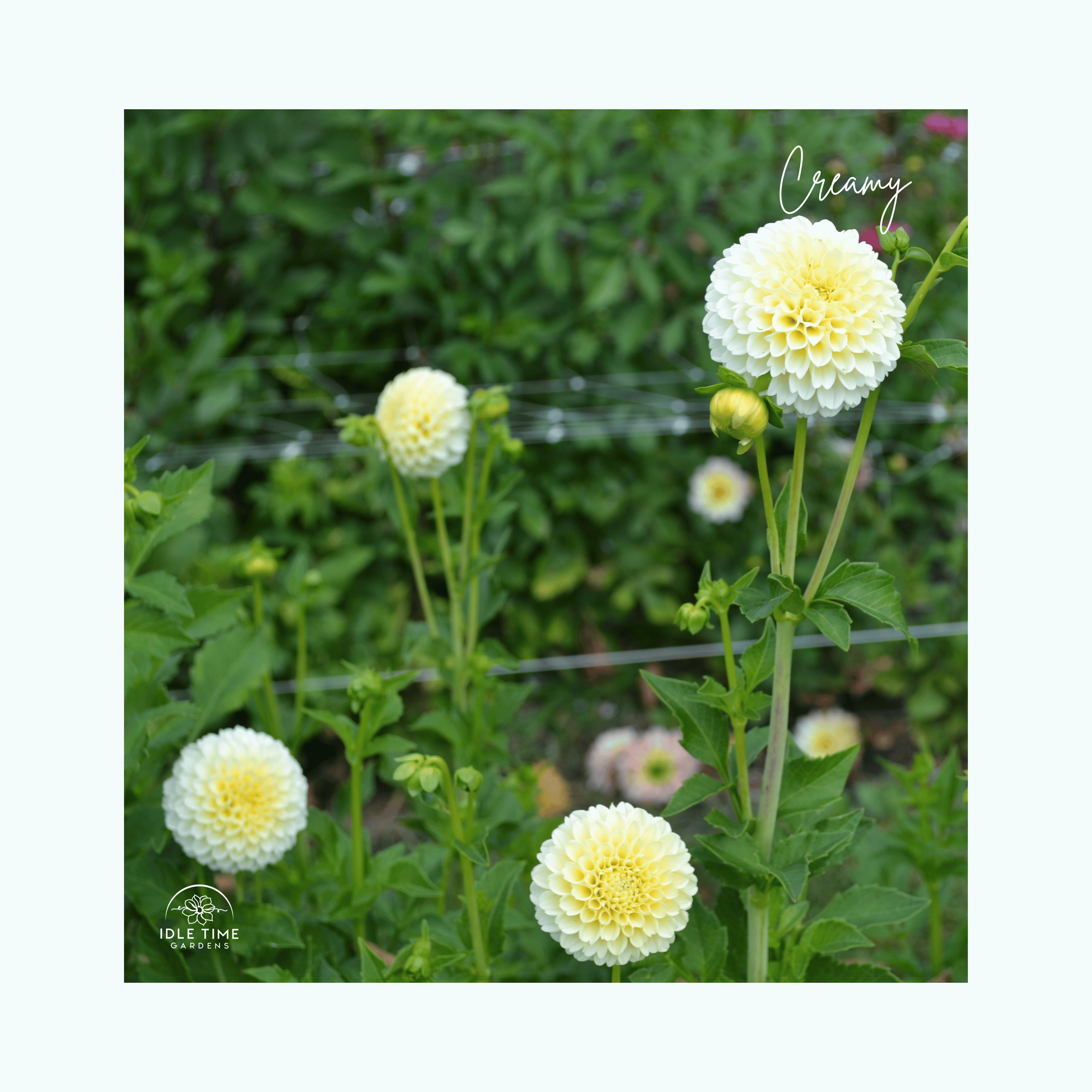 Creamy - In Field Group.png