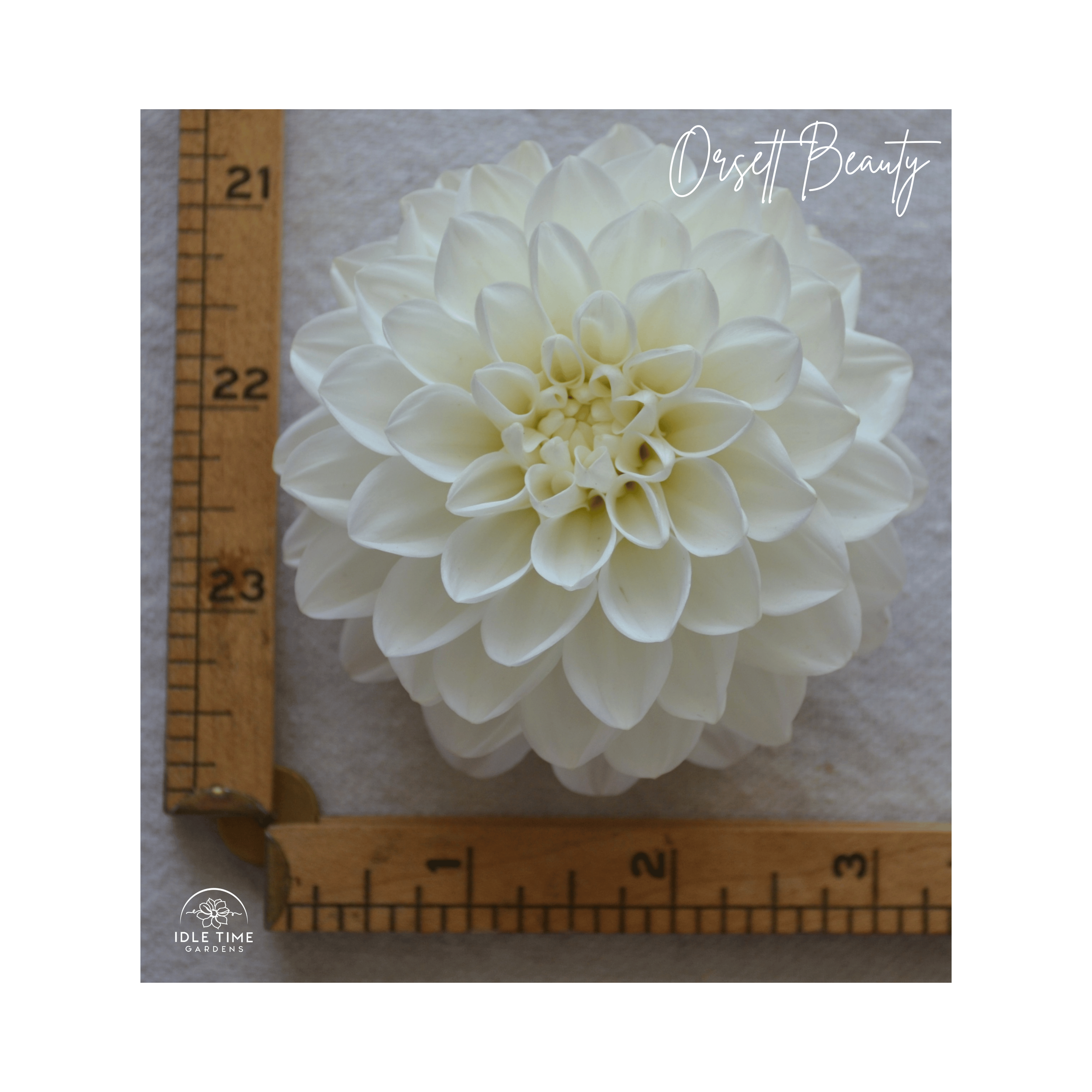 Orsett Beauty - Measure.png