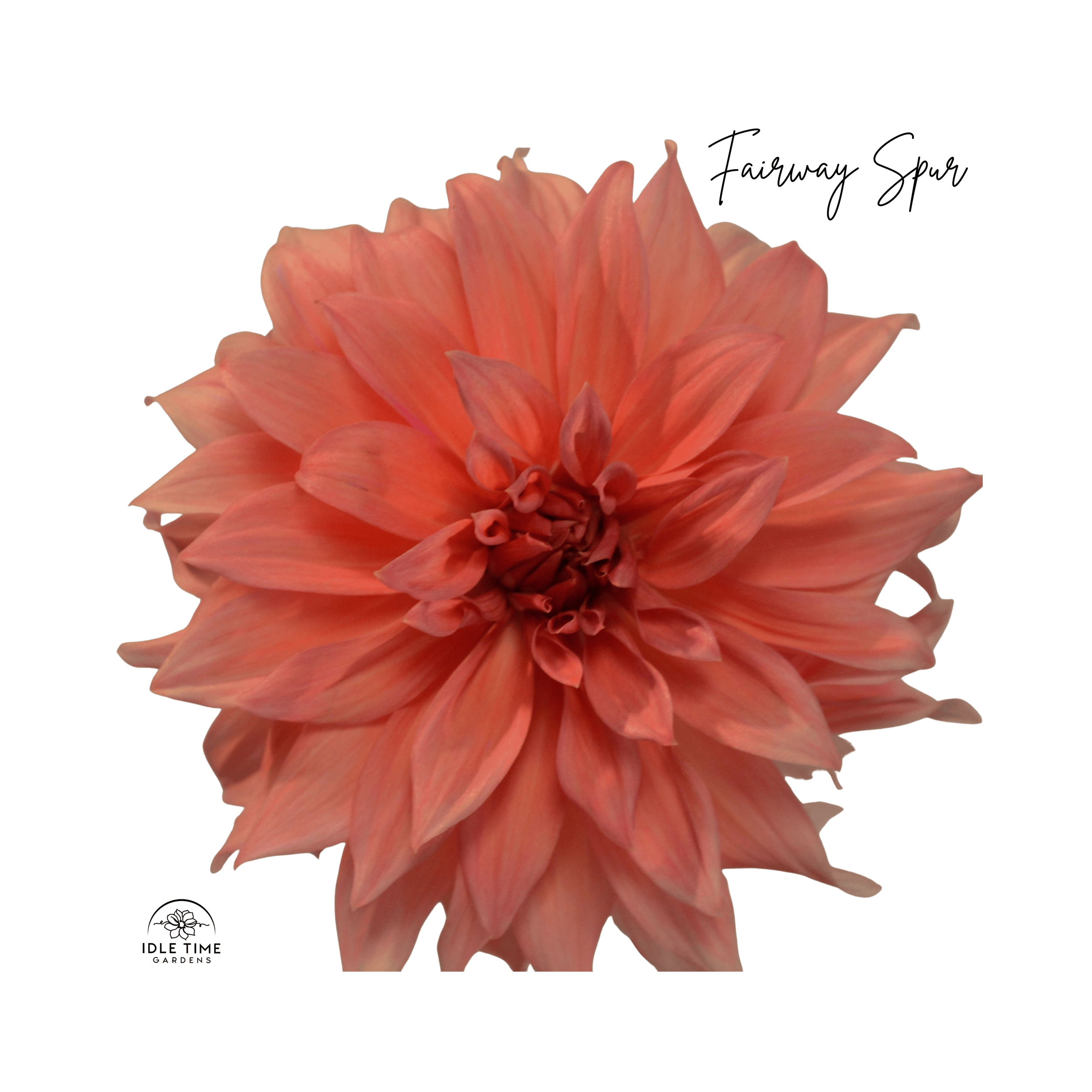 Fairway Spur - Single.png