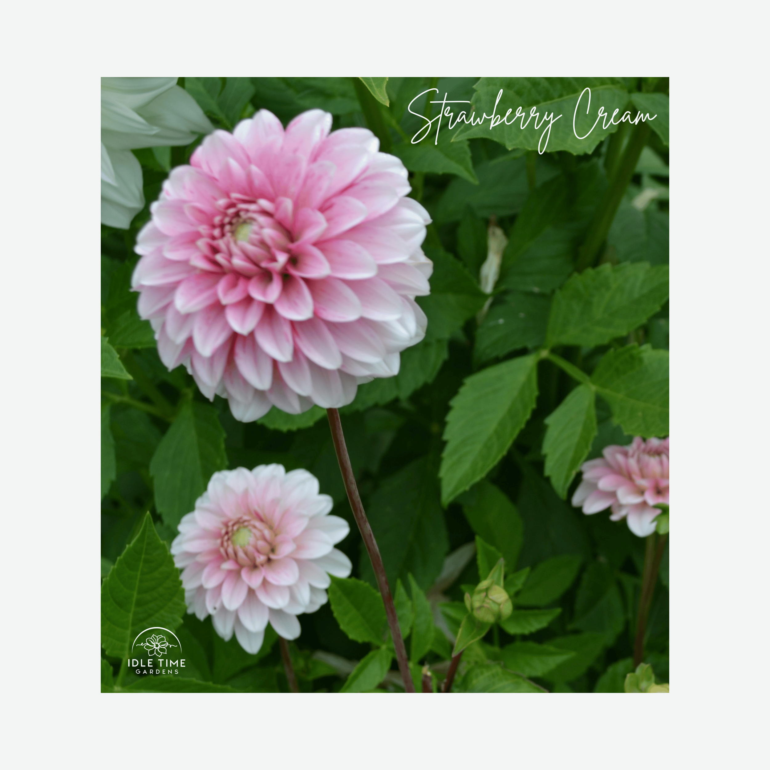 Strawberry Cream - In Field Group.png