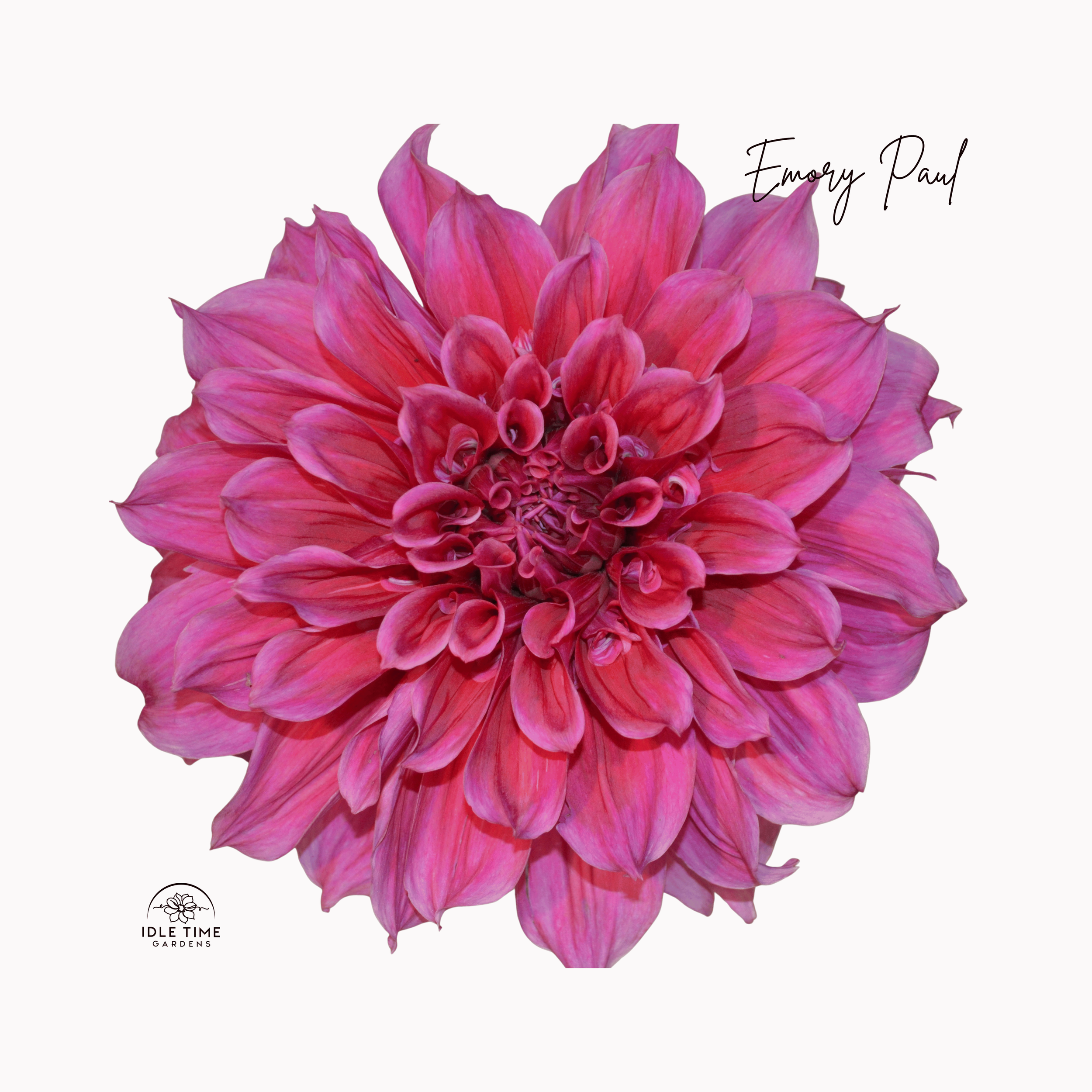 Emory Paul - Single.png