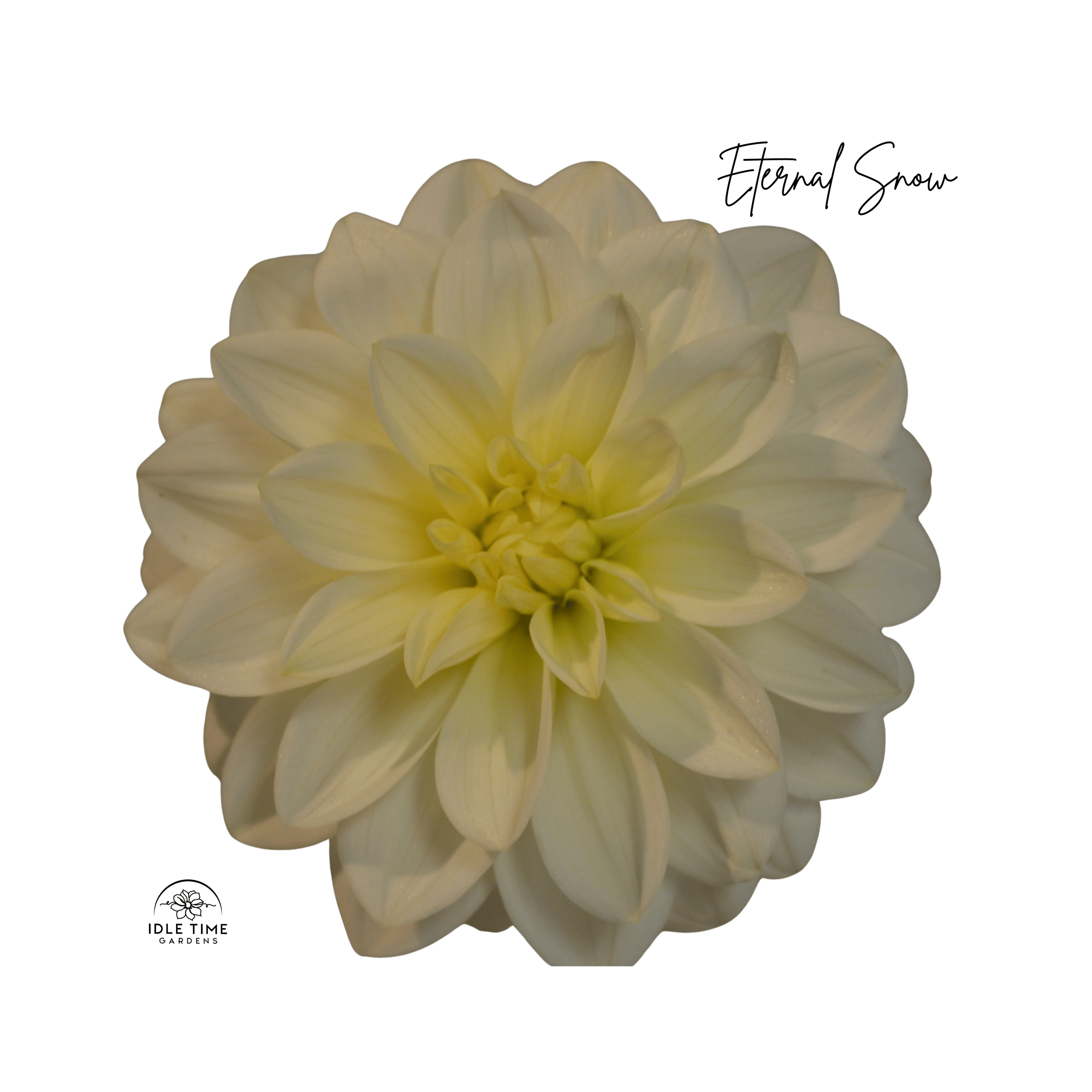 Eternal Snow - Single.png