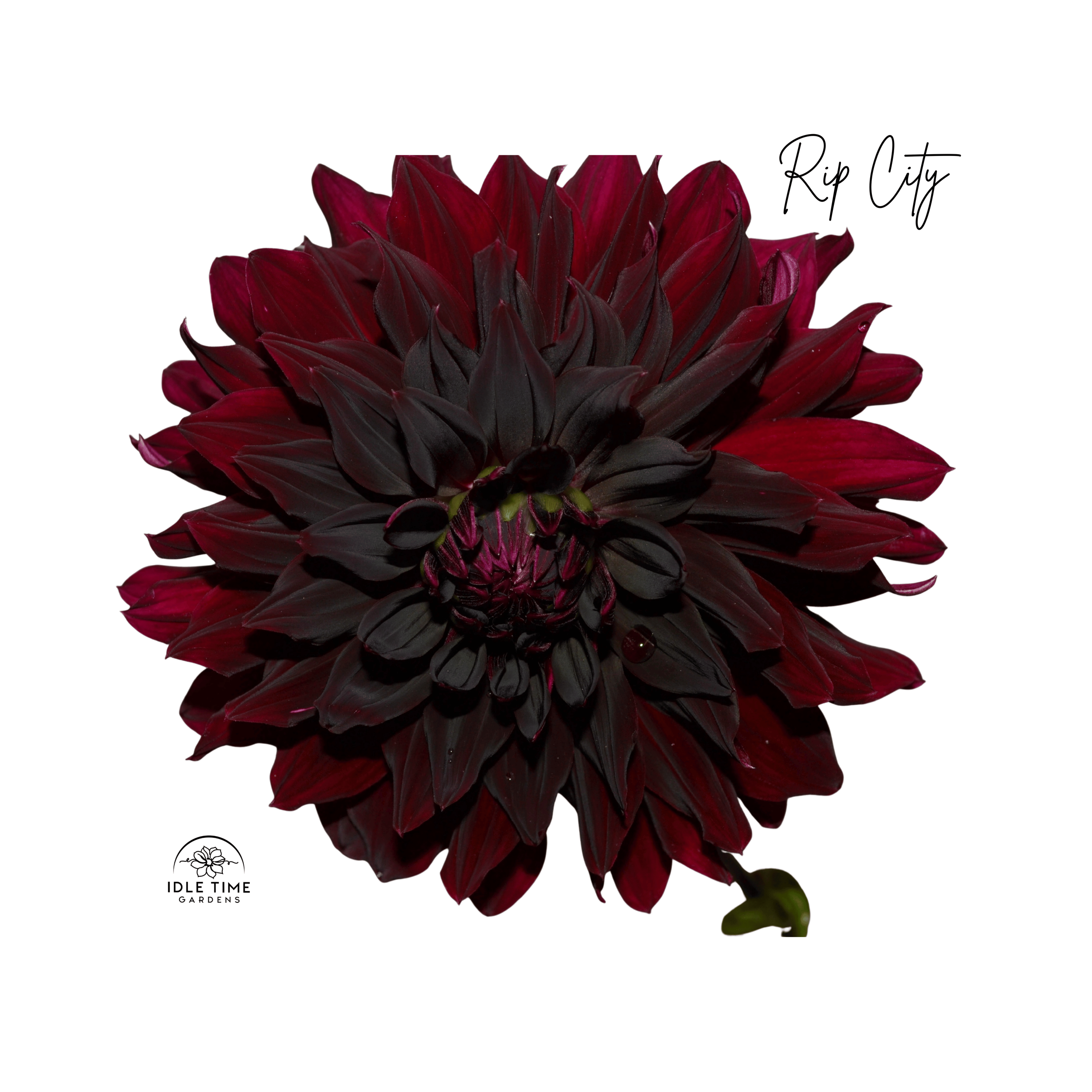 Rip City - Single.png