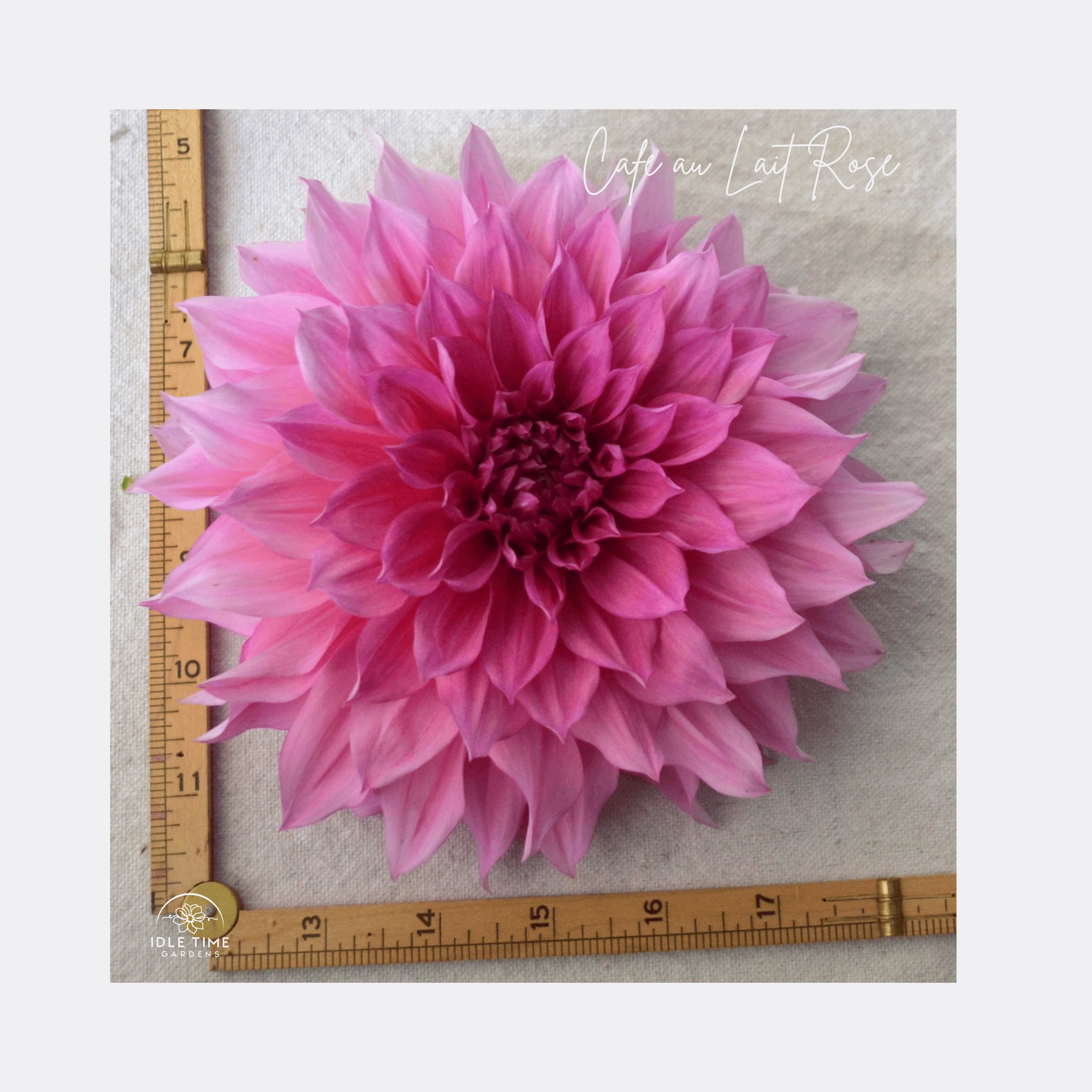 Cafe au Lait Rose - Measure.png