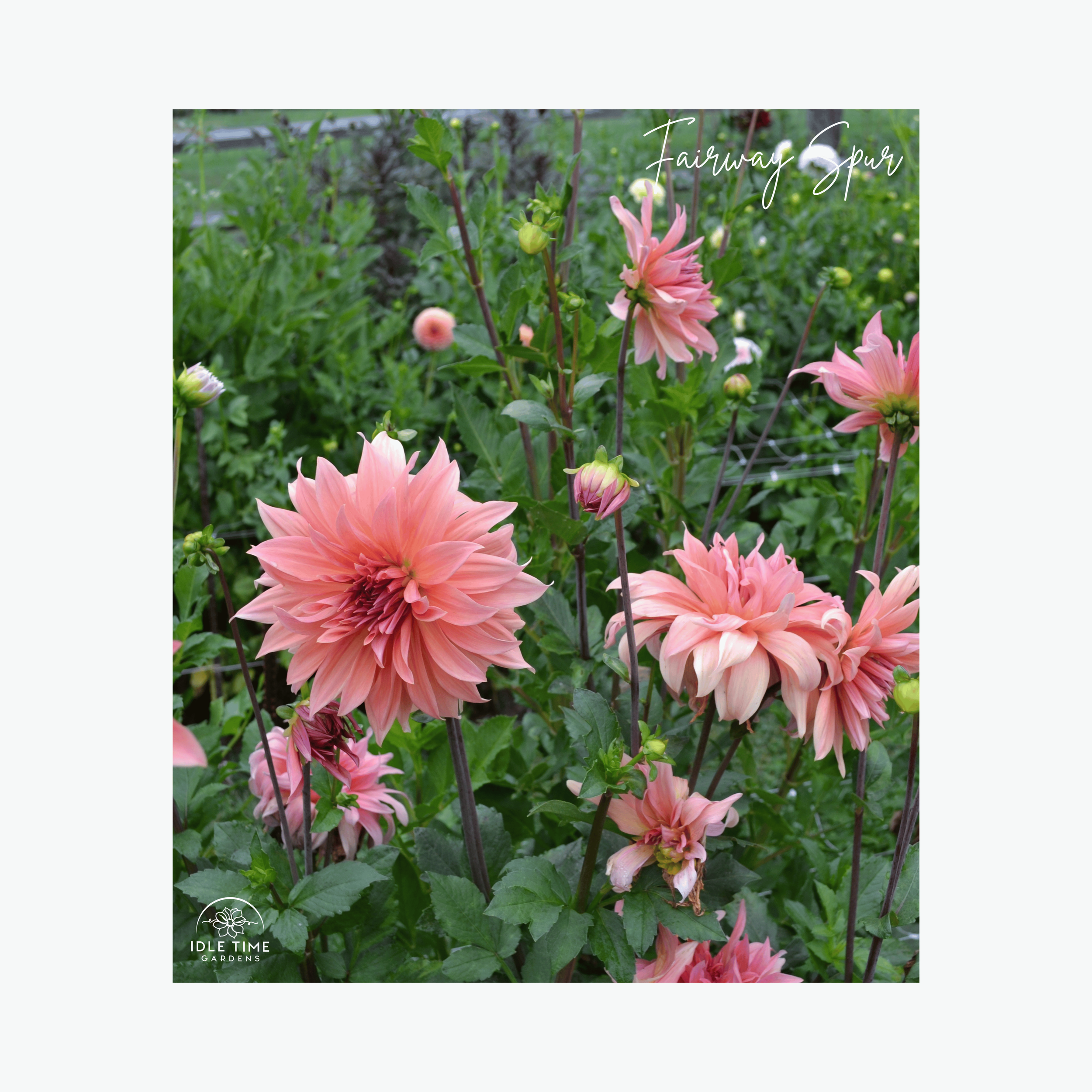 Fairway Spur - In Field Group.png