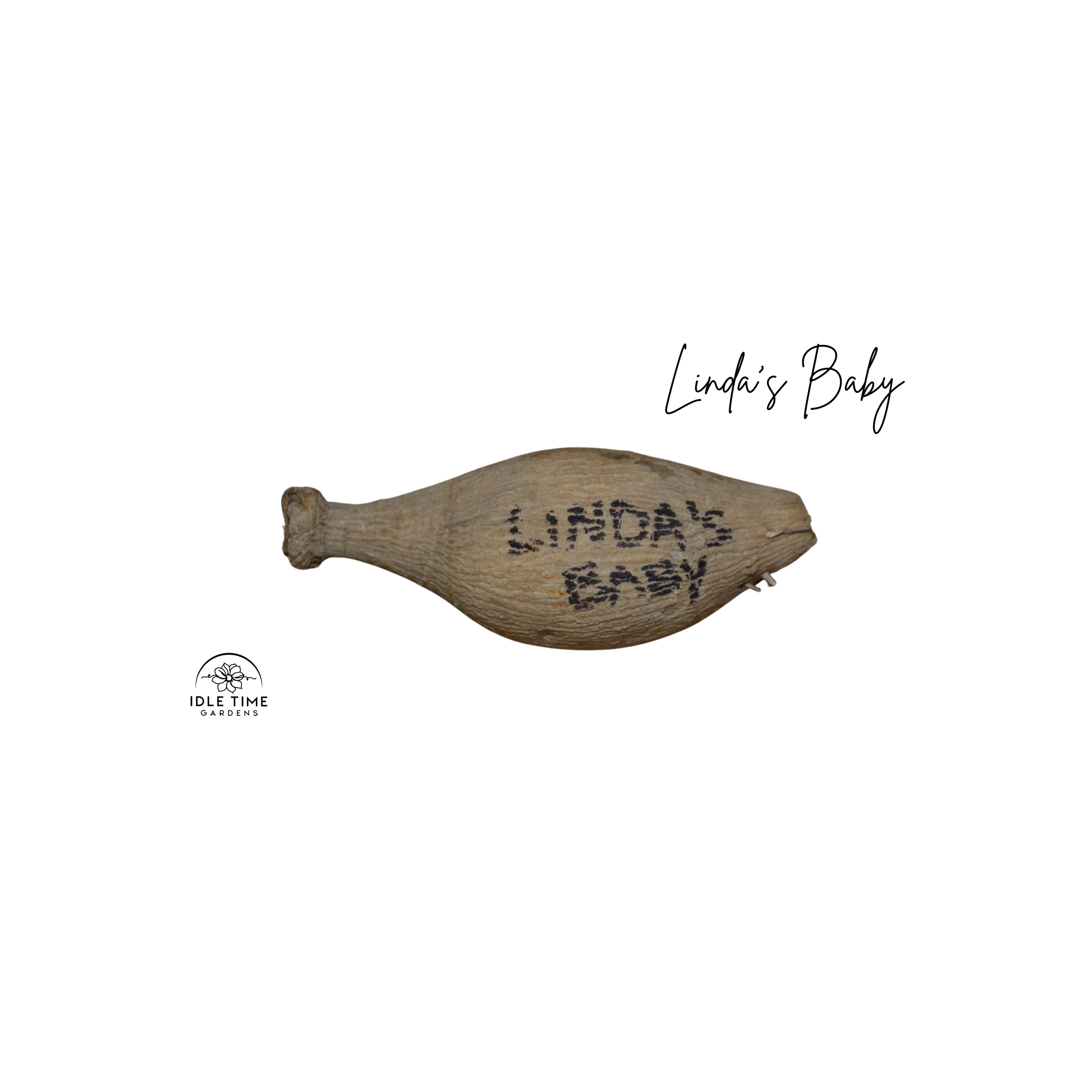 Linda's Baby Tuber WT.png