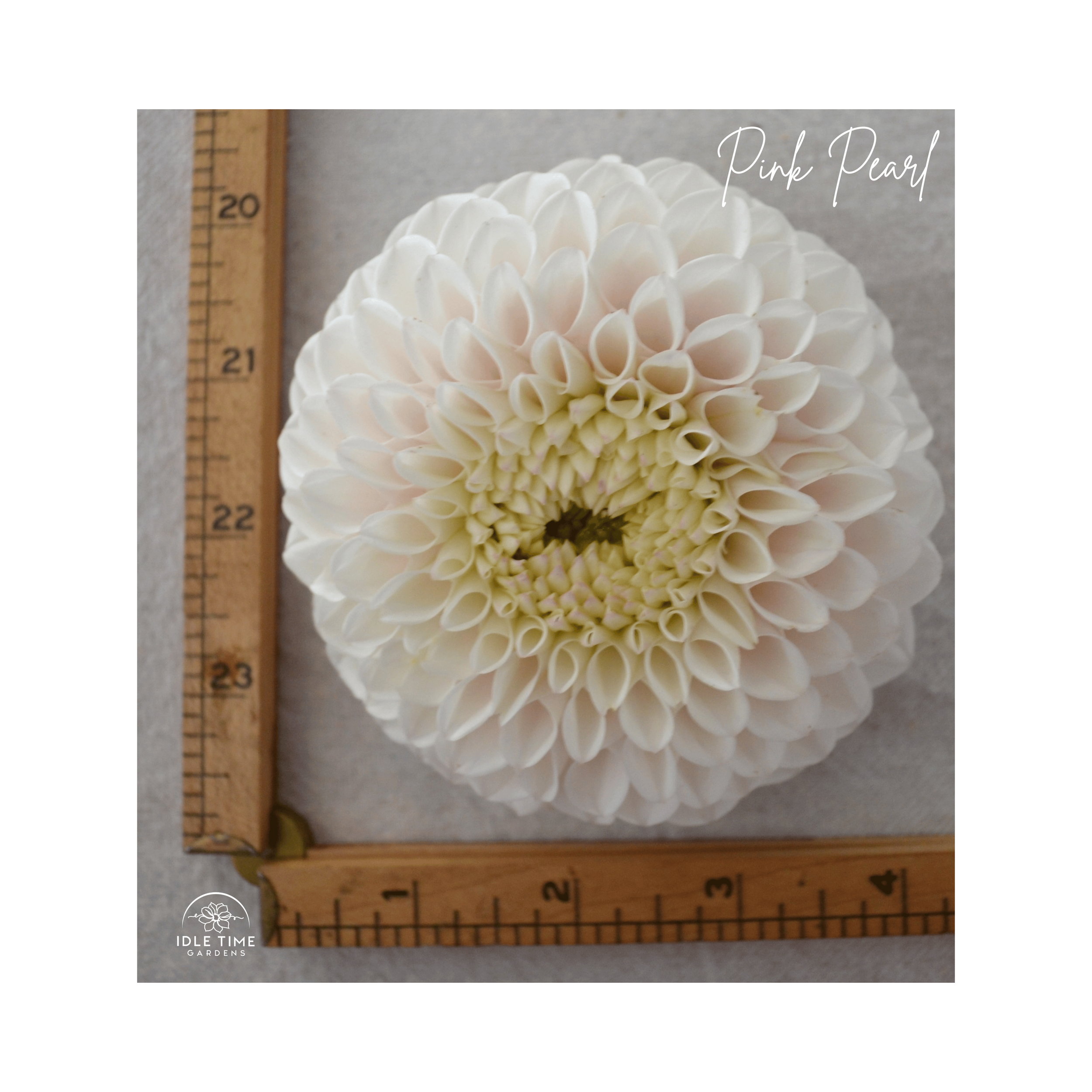 Pink Pearl - Measure.png