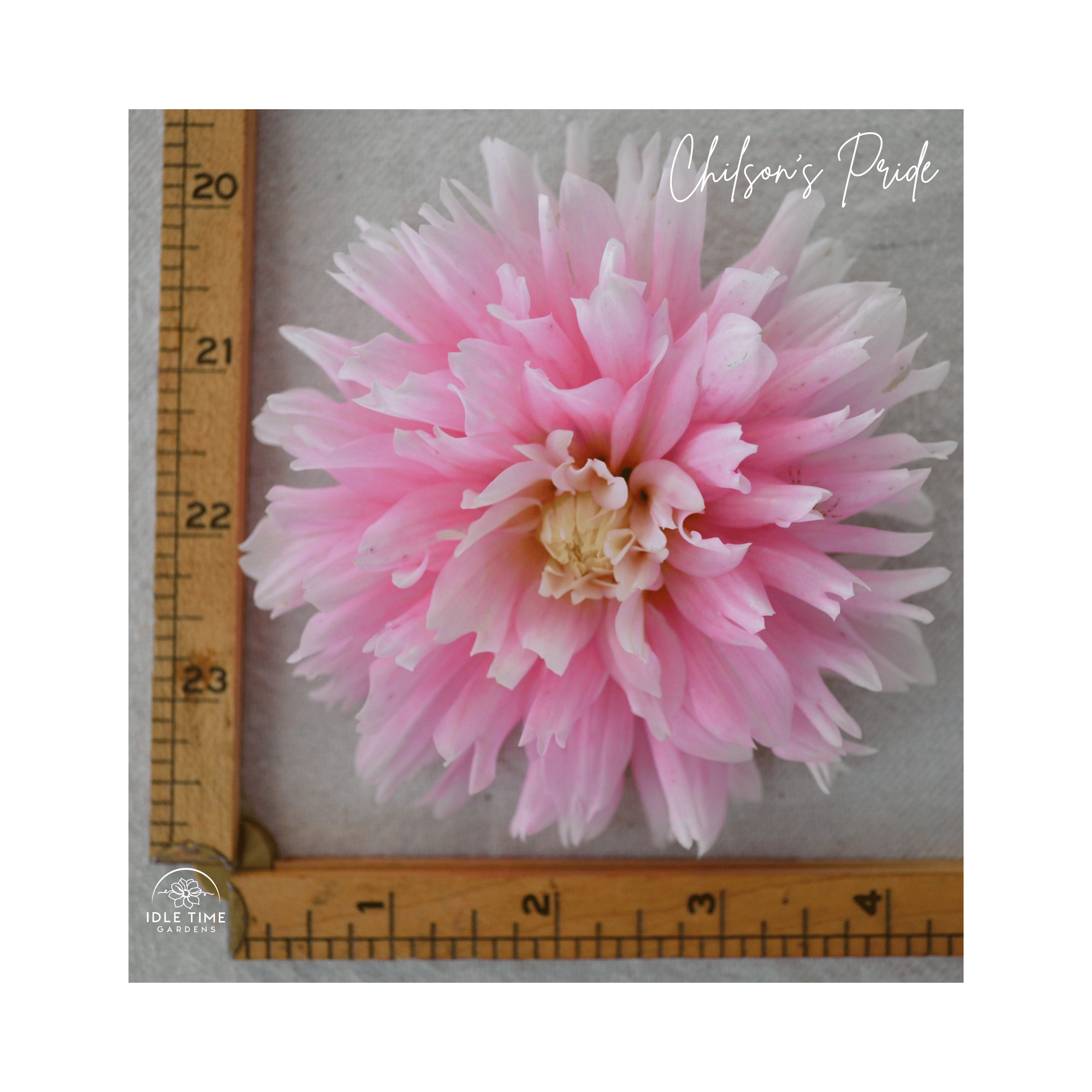 Chilson’s Pride - Measure.png