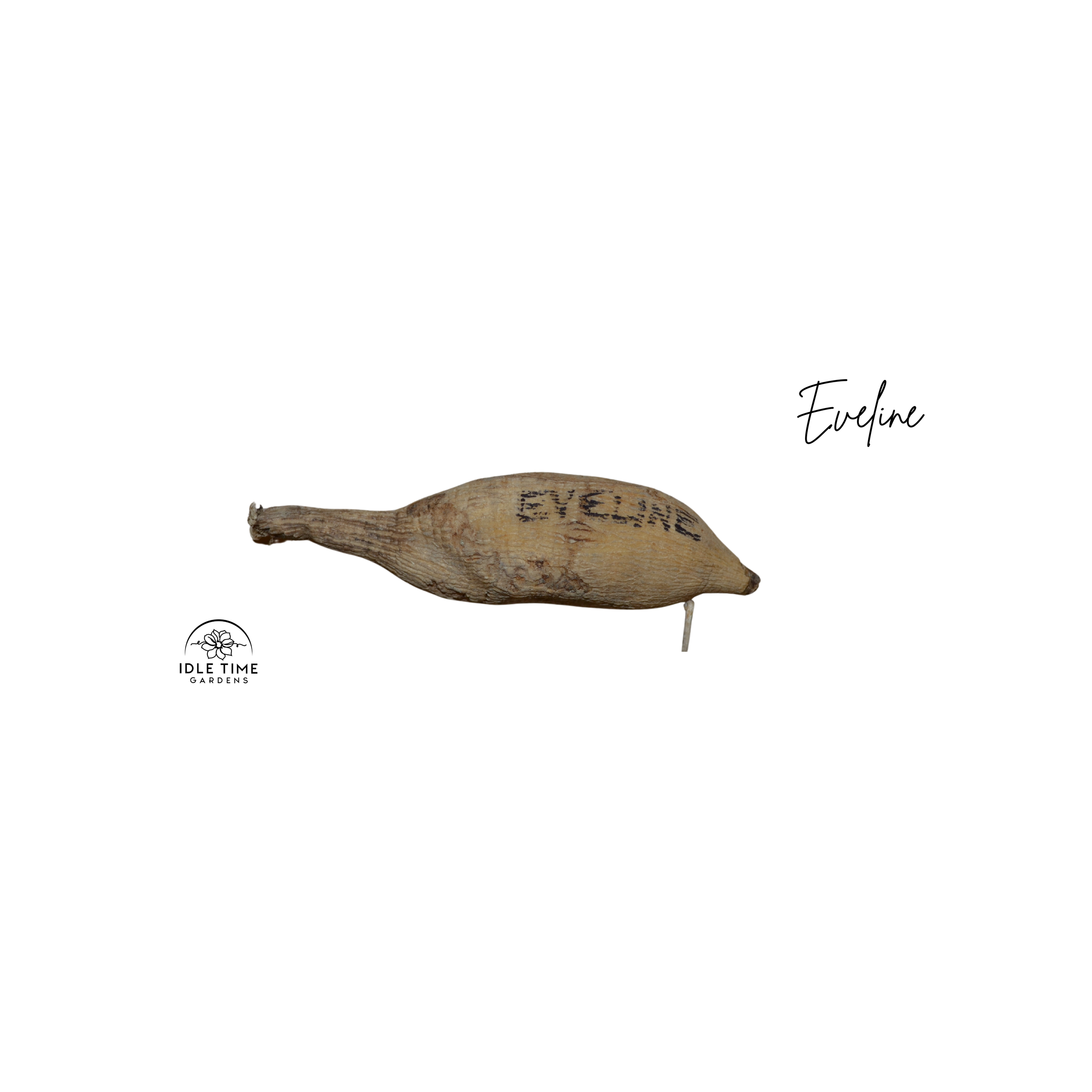 Eveline Tuber WT.png