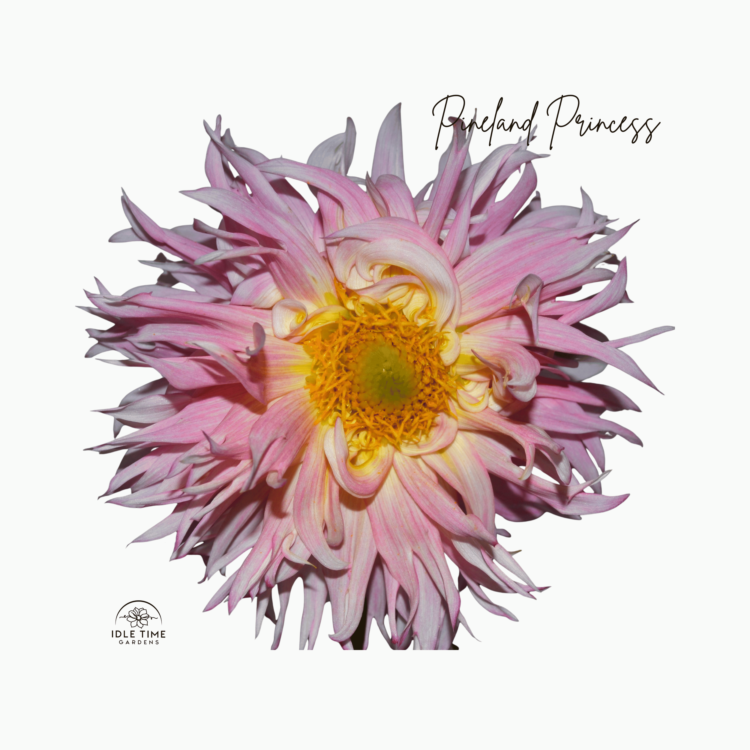 Pineland Princess - Single.png